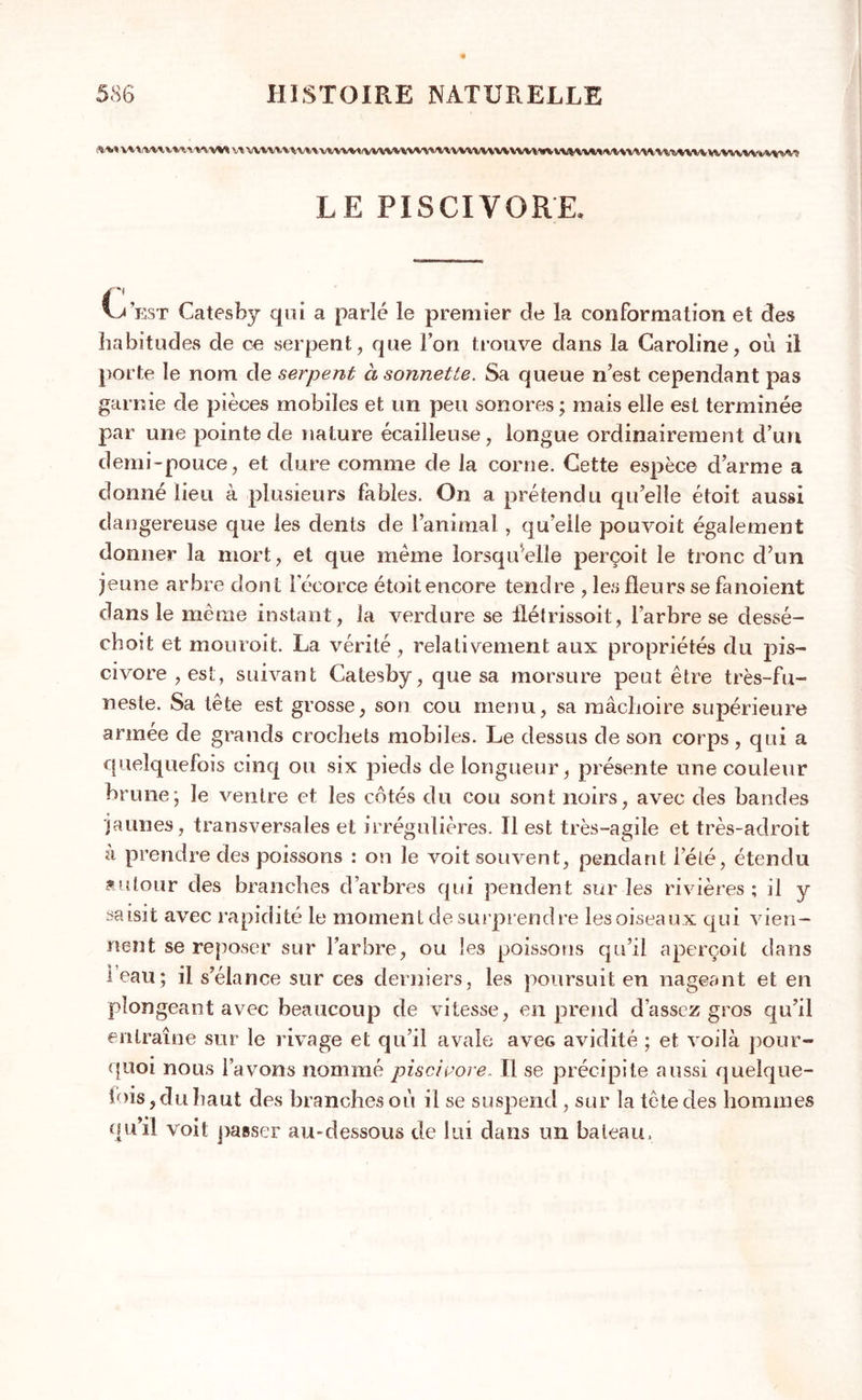 w vuwvwtnw v* \v\^ vmvmv\> wi \wwwv •* vvvwww vvvvvv iwvmwvw \n«vv LE PISCIVORE. vj est Catesby qui a parlé le premier de la conformation et des habitudes de ce serpent, que l’on trouve dans la Caroline, où il porte le nom de serpent à sonnette. Sa queue n’est cependant pas garnie de pièces mobiles et un peu sonores ; mais elle est terminée par une pointe de nature écailleuse, longue ordinairement d’un demi-pouce, et dure comme de la corne. Cette espèce d’arme a donné lieu à plusieurs fables. On a prétendu qu’elle étoit aussi dangereuse que les dents de l’animal, qu’elle pouvoit également donner la mort, et que même lorsqu'elle perçoit le tronc d’un jeune arbre dont l'écorce étoit encore tendre , les fleurs se fanoient dans le même instant, la verdure se flétrissoit, l’arbre se clessé- choit et mouroit. La vérité , relativement aux propriétés du pis- civore , est, suivant Catesby, que sa morsure peut être très-fu- neste. Sa tête est grosse, son cou menu, sa mâchoire supérieure armée de grands crochets mobiles. Le dessus de son corps , qui a quelquefois cinq ou six pieds de longueur, présente une couleur brune-, le ventre et les cotés du cou sont noirs, avec des bandes jaunes, transversales et irrégulières. Il est très-agile et très-adroit à prendre des poissons : on le voit souvent, pendant l’été, étendu autour des branches d’arbres qui pendent sur les rivières; il y saisit avec rapidité le moment de surprendre les oiseaux qui vien- nent se reposer sur l’arbre, ou les poissons qu’il aperçoit dans leau; il s’élance sur ces derniers, les poursuit en nageant et en plongeant avec beaucoup de vitesse, en prend d’assez gros qu’il entraîne sur le rivage et qu’il avale aveG avidité ; et voilà pour- quoi nous l’avons nommé piscivore. Il se précipite aussi quelque- ioiSjduhaut des branches où il se suspend , sur la tête des hommes qu’il voit passer au-dessous de lui dans un bateau.