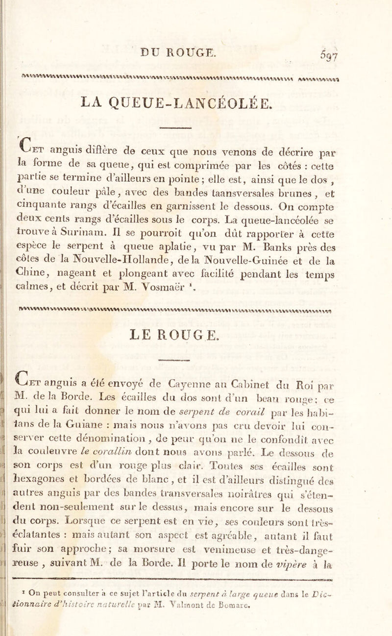 537 Mv\v.w\wnn« w*,w»mvw vwuMm ‘-.vw.vwwwMvtivtotomwtw»,w\v%\ LA QUEUE-LANCÉOLÉE. ç v&gt;(et anguis diftère de ceux que nous venons de décrire par la forme de sa queue, qui est comprimée par les côtés : celte pailie se termine d’ailleurs en pointe; elle est, ainsi que le dos , u une couleur pale , avec des bandes taansversales brunes , et cinquante rangs d’écaiîles en garnissent le dessous. On compte deux cents rangs d’écailles sous le corps. La queue-lancéolée se trouve a Surinam. Il se pourroil qu’on dût rapporter à cette espèce le serpent à queue aplatie, vu par M. Banks près des coles de la Nouvelle-Hollande, delà Nouvelle-Guinée et de la Chine, nageant et plongeant avec facilité pendant les temps calmes, et décrit par M. Vosmaër \ wvwwv* hiivwwvw vv,w\wvtwMw wwwwww» vwvtvwmvuvw\M&gt;iwm^ xm LE ROUG E. I R f: '1 . ; l Cet anguis a été envoyé de Cayenne au Cabinet du Roi par M. de la Borde. Les écaillés du dos sont d’un beau rouge; ce qui lui a fait donner le nom de serpent de corail par les liabi — tans de la Guiane ; mais nous 11’avons pas cm devoir lui con- server cette dénomination , de peur qu’on ne le confondît avec 3a couleuvre le coroJlin dont nous avons parlé. Le dessous de son corps est d’un rouge plus clair. Toutes ses écailles sont ïiexagones et bordées de blanc, et il est d’ailleurs distingué des autres anguis par des bandes transversales noirâtres qui s’éten- dent non-seulement sur le dessus, mais encore sur le dessous du corps. Lorsque ce serpent est en vie, ses couleurs sont très- éclatantes: mais autant son aspect est agréable, autant il faut fuir son approche; sa morsure est venimeuse et très-dange- reuse , suivant M. de la Borde. Il porte le nom de vipère à la 1 On peut consulter a ce sujet l’article du serpent à large, queue dans le Dic- tionnaire d'histoire naturelle par M. Val mont de Bomarc.
