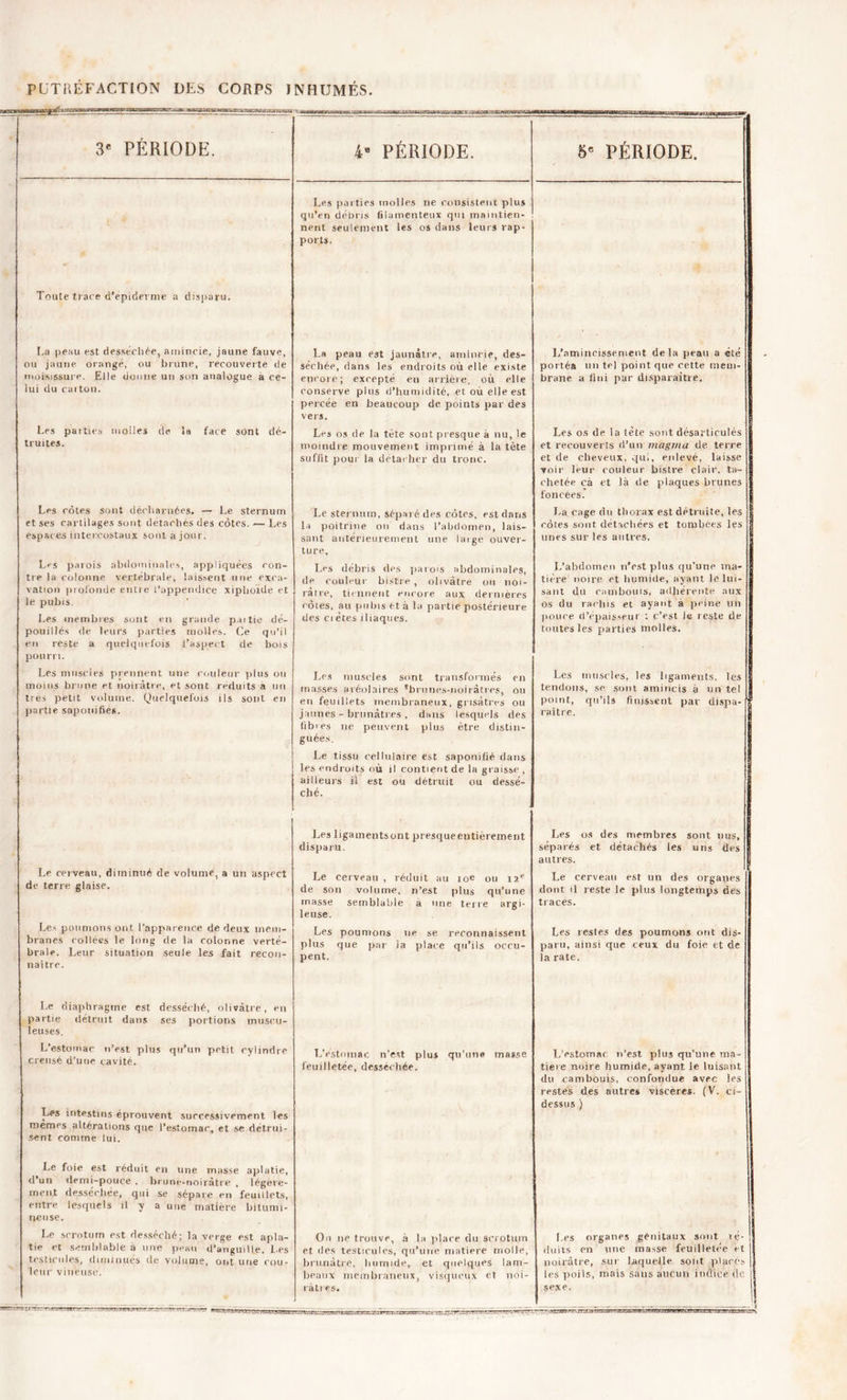 P U T RÉFACTION DES CORPS INHUMÉS. 3e PERIODE. Toute trace d’épiderme a disparu. La peau est desséchée, amincie, jaune fauve, ou jaune orangé, ou brune, recouverte de moisissure. Elle donne un son analogue a ce- lui du caiton. Les paities molles de la face sont dé- truites. Les côtes sont décharnées. — Le sternum et ses cartilages sont détachés des côtes. — Les espaces intercostaux sont a jour. Les parois abdominales, appliquées con- tre la colonne vertébrale, laissent une exca- vation profonde entre l’appendice xipboïde et le pubis. Les membres sont en grande partie dé- pouillés de leurs parties molles. Ce qu’il eu reste a quelquefois l’aspect de bois pourri. Les muscles prennent une couleur pius ou moins brune et noirâtre, et sont réduits a un très petit volume. (Quelquefois ils sont en partie saponifies. Le cerveau, diminué de volume, a un aspect de terre glaise. Les poumons branes collées braie. Leur si naître. ont l’apparence de deux infin- ie long de la colonne verté- tuation seule les fait recon- Le diaphragme est desséché, olivâtre, en partie détruit dans ses portions muscu- leuses. L’estomac n’est plus qu’un petit cylindre creusé d’une cavité. Les intestins éprouvent successivement les memes altérations que l’estomac, et se détrui- sent comme lui. Le foie est réduit en une masse aplatie, d’un demi-pouce , brune-noirâtre , légère- ment desséchée, qui se sépare en feuillets, entre lesquels il y a une matière bitumi- neuse. Le scrotum est desséché; la verge est apla- tie et semblable a une peau d’anguille. Les testicules, diminués de volume, ont une cou- leur vineuse. 4» PÉRIODE. 5e PÉRIODE. Les parties molles ne consistent plus qu’en débris filamenteux qui maintien- nent seulement les os dans leurs rap- ports. La peau est jaunâtre, amincie, des- séchée, dans les endroits où elle existe encore; excepté en arrière, où elle conserve plus d’humidité, et où elle est percée en beaucoup de points par des vers. L’amincissement delà peau a été portés un tel point que cette mem- brane a fini par disparaître. Les os de la tète sont presque à nu, le moindre mouvement imprimé à la tète suffit pour la détacher du tronc. Les os de la tète sont désarticulés et recouverts (l’un magma de terre et de cheveux, qui, enlevé, laisse voir leur couleur bistre clair, ta- chetée cà et là de plaques brunes foncées.' Le sternum, séparé des côtes, est dans la poitrine ou dans l’abdomen, lais- sant antérieurement une large ouver- ture. La cage du thorax est détruite, les côtes sont détachées et tombées les unes sur les autres. Les débris des parois abdominales, de couleur bistre , olivâtre ou noi- râtre, tiennent encore aux dermercs côtes, au pubis et à la partie postérieure des ci êtes iliaques. L’abdomen n’est plus qu’une ma- tière noire et humide, ayant le lui- sant du rainbouis, adhérente aux os du rachis et ayant a peine lin pouce d’épaisseur : c’est le reste de toutes les parties molles. Les muscles sont transformés en masses aréolaires ’brunes-noiràtres, ou eri feuillets membraneux, grisâtres ou jaunes - brunâtres , dans lesquels des libies ne peuvent plus être distin- guées. Les muscles, les ligaments, les tendons, se sont amincis a un tel point, qu’ils finissent par dispa- raître, 9 Le tissu cellulaire est saponifié dans les endroits où il contient de la graisse , ailleurs il est ou détruit cm dessé- ché. Les ligamentsont presqueentièrement disparu. Les os des membres sont nus, séparés et détachés les uns des autres. Le cerveau , réduit au 10e ou 12e de son volume, n’est plus qu’une masse semblable a une terre argi- leuse. Le cerveau est un des organes dont il reste le plus longtemps des traces. Les poumons ne se reconnaissent plus que par la place qu’ils occu- pent. Les restes des poumons ont dis- paru, ainsi que ceux du foie et de la rate, L’estomac n’est plus qu'une masse feuilletée, desséchée. L’estomac n’est plus qu’une ma- tière noire humide, ayant le luisant du cambouis, confondue avec les restes des autres viscères. (V. ci- dessus) On ne trouve, à la place du scrotum et (les testicules, qu’une matière molle, brunâtre, humide, et quelques lam- beaux membraneux, visqueux et noi- râtres. Lps organes génitaux sont ié- duits en une masse feuilletée et noirâtre, sur laquelle sont placés les poils, mais sans aucun indice de sexe. |