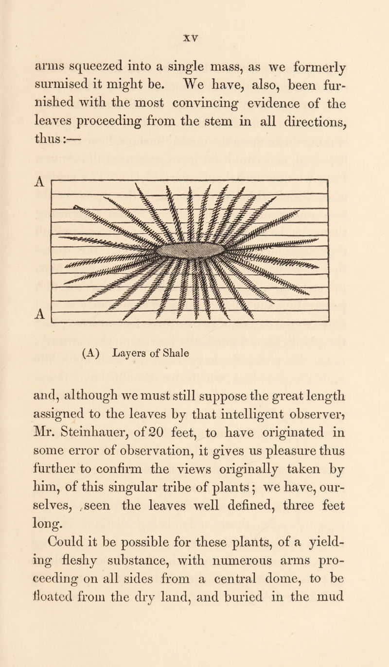 arms squeezed into a single mass, as we formerly surmised it might be. We have, also, been fur» nished with the most convincing evidence of the leaves proceeding from the stem in all directions, thus (A) Layers of Shale and, although we must still suppose the great length assigned to the leaves by that intelligent observer ^ Mr. Steinhauer, of 20 feet, to have originated in some error of observation, it gives us pleasure thus further to confirm the views originally taken by him, of this singular tribe of plants; we have, our¬ selves, .seen the leaves well defined, three feet Could it be possible for these plants, of a yield¬ ing fleshy substance, with numerous arms pro¬ ceeding on all sides from a central dome, to be lloated from the dry land, and buried in the mud eJ i