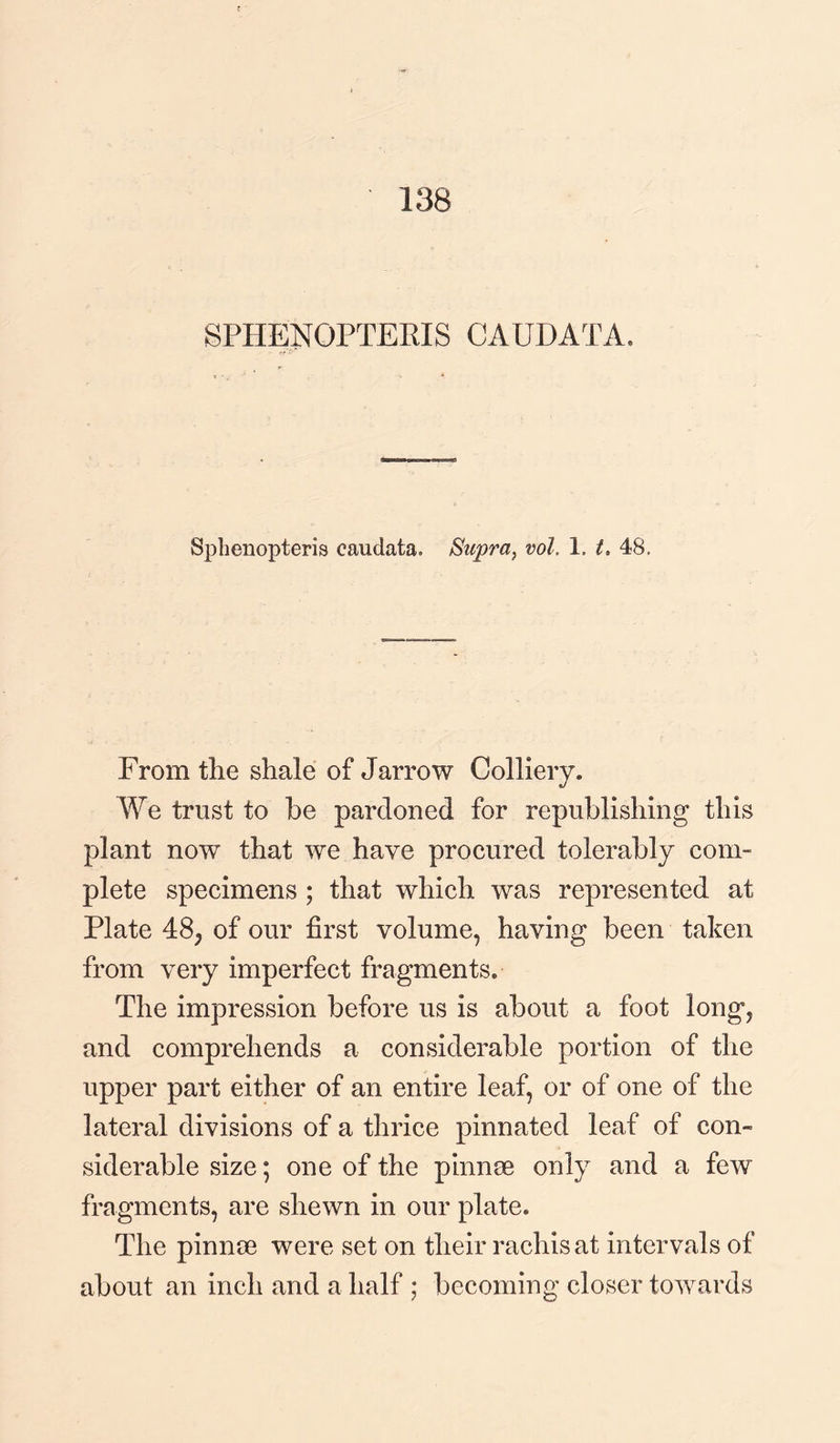 138 SPHENOPTERIS CAUDATA. Sphenopteris caudata* Supra} vol. 1. t. 48, From the shale of Jarrow Colliery. We trust to be pardoned for republishing this plant now that we have procured tolerably com¬ plete specimens ; that which was represented at Plate 48, of our first volume, having been taken from very imperfect fragments. The impression before us is about a foot long, and comprehends a considerable portion of the upper part either of an entire leaf, or of one of the lateral divisions of a thrice pinnated leaf of con¬ siderable size; one of the pinnae only and a few fragments, are shewn in our plate. The pinnae were set on their rachisat intervals of about an inch and a half ; becoming closer towards