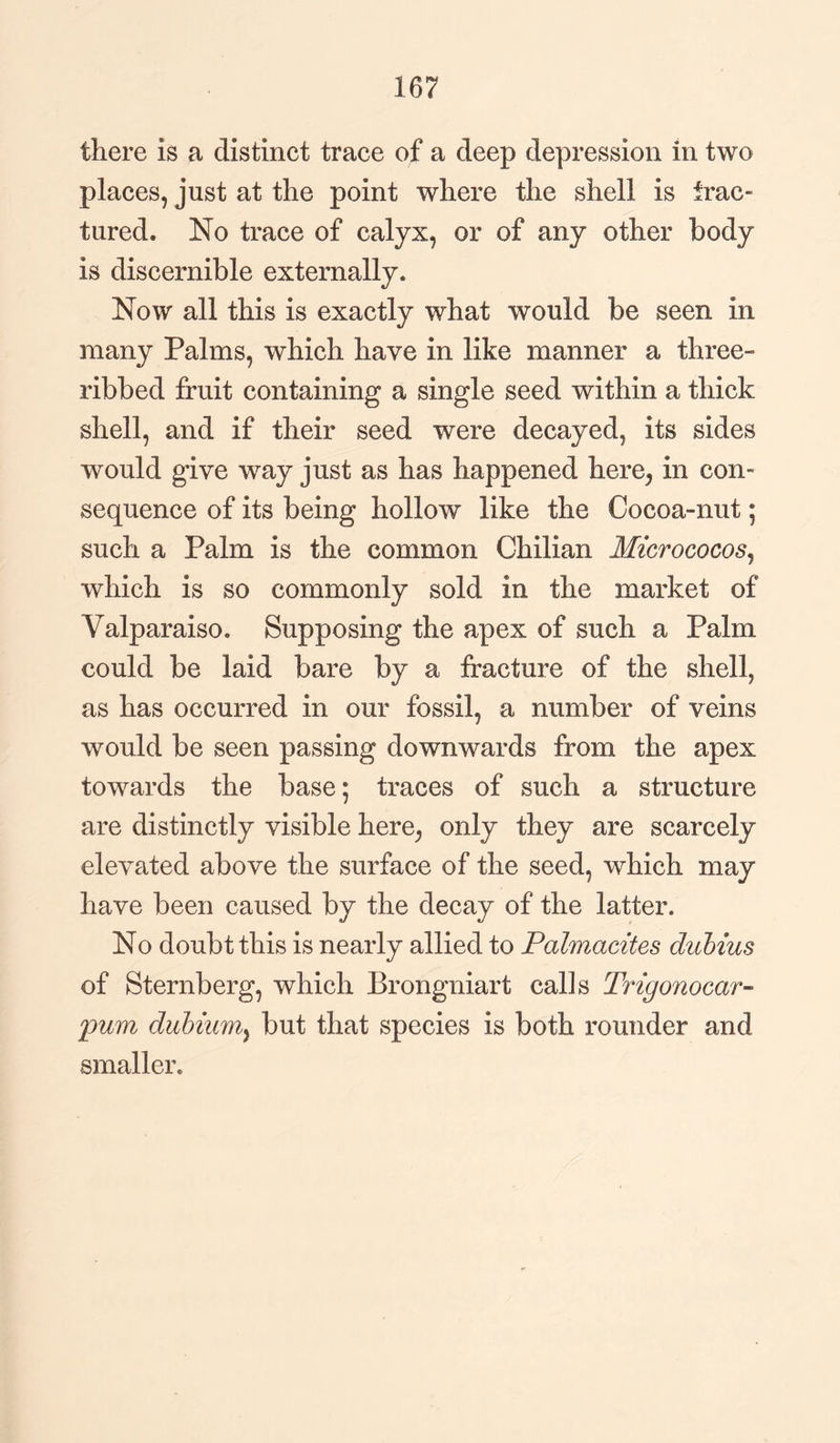 there is a distinct trace of a deep depression in two places, just at the point where the shell is frac¬ tured. No trace of calyx, or of any other body is discernible externally. Now all this is exactly what would be seen in many Palms, which have in like manner a three- ribbed fruit containing a single seed within a thick shell, and if their seed were decayed, its sides would give way just as has happened here, in con¬ sequence of its being hollow like the Cocoa-nut; such a Palm is the common Chilian Micrococos, which is so commonly sold in the market of Valparaiso. Supposing the apex of such a Palm could be laid bare by a fracture of the shell, as has occurred in our fossil, a number of veins would be seen passing downwards from the apex towards the base; traces of such a structure are distinctly visible here, only they are scarcely elevated above the surface of the seed, which may have been caused by the decay of the latter. No doubt this is nearly allied to Palmacites dubius of Sternberg, which Brongniart calls Trigonocar- ;gum dubiurriy but that species is both rounder and smaller.