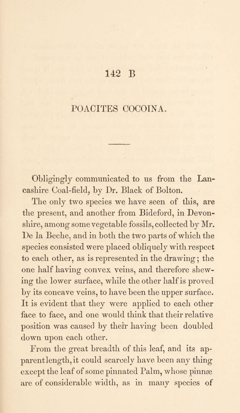 POACITES OOCOINA. Obligingly communicated to us from the Lan¬ cashire Coal-field, by Dr. Black of Bolton. The only two species we have seen of this, are the present, and another from Bideford, in Devon¬ shire, among some vegetable fossils, collected by Mr. De la Beche, and in both the two parts of which the species consisted were placed obliquely with respect to each other, as is represented in the drawing; the one half having convex veins, and therefore shew¬ ing the lower surface, while the other half is proved by its concave veins, to have been the upper surface. It is evident that they were applied to each other face to face, and one would think that their relative position was caused by their having been doubled down upon each other. From the great breadth of this leaf, and its ap¬ parent length, it could scarcely have been any thing except the leaf of some pinnated Palm, whose pinnae are of considerable width, as in many species of