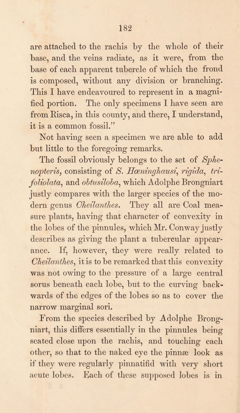 are attached to the rachis by the whole of their base, and the veins radiate, as it were, from the base of each apparent tubercle of which the frond is composed, without any division or branching. This I have endeavoured to represent in a magni¬ fied portion. The only specimens I have seen are from Eisca, in this county, and there, I understand, it is a common fossil.?? Not having seen a specimen we are able to add but little to the foregoing remarks. The fossil obviously belongs to the set of Sphe- nopteris, consisting of S. HceningJiausi, rigida, tri- foliolata, and obtusiloba, which Adolphe Brongniart justly compares with the larger species of the mo¬ dern genus Oheilanihes. They all are Coal mea¬ sure plants, having that character of convexity in the lobes of the pinnules, which Mr. Conway justly describes as giving the plant a tubercular appear¬ ance. If, however, they were really related to Cheilanthes, it is to be remarked that this convexity was not owing to the pressure of a large central sorus beneath each lobe, but to the curving back¬ wards of the edges of the lobes so as to cover the narrow marginal sori. From the species described by Adolphe Brong¬ niart, this differs essentially in the pinnules being seated close upon the rachis, and touching each other, so that to the naked eye the pinnae look as if they were regularly pinnatifid with very short acute lobes. Each of these supposed lobes is in