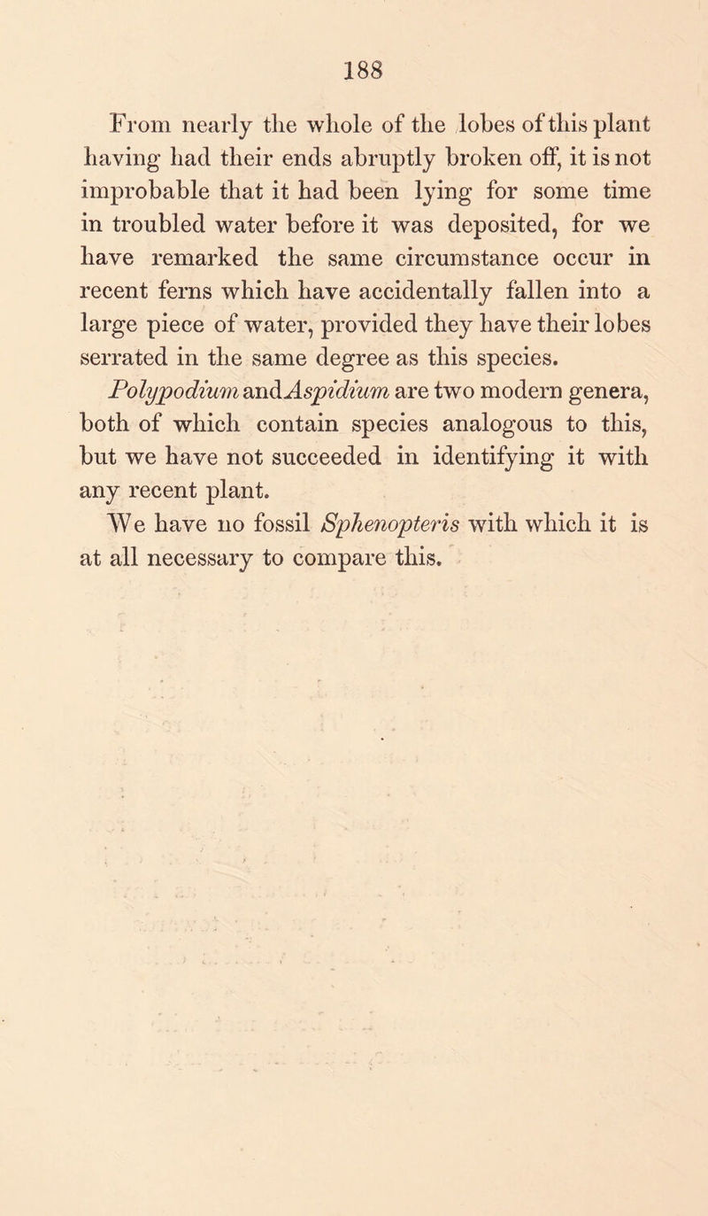 188 From nearly the whole of the lobes of this plant having had their ends abruptly broken off, it is not improbable that it had been lying for some time in troubled water before it was deposited, for we have remarked the same circumstance occur in recent ferns which have accidentally fallen into a large piece of water, provided they have their lobes serrated in the same degree as this species. Polypodium and Aspidium are two modern genera, both of which contain species analogous to this, but we have not succeeded in identifying it with any recent plant. W e have no fossil Sphenopteris with which it is at all necessary to compare this.