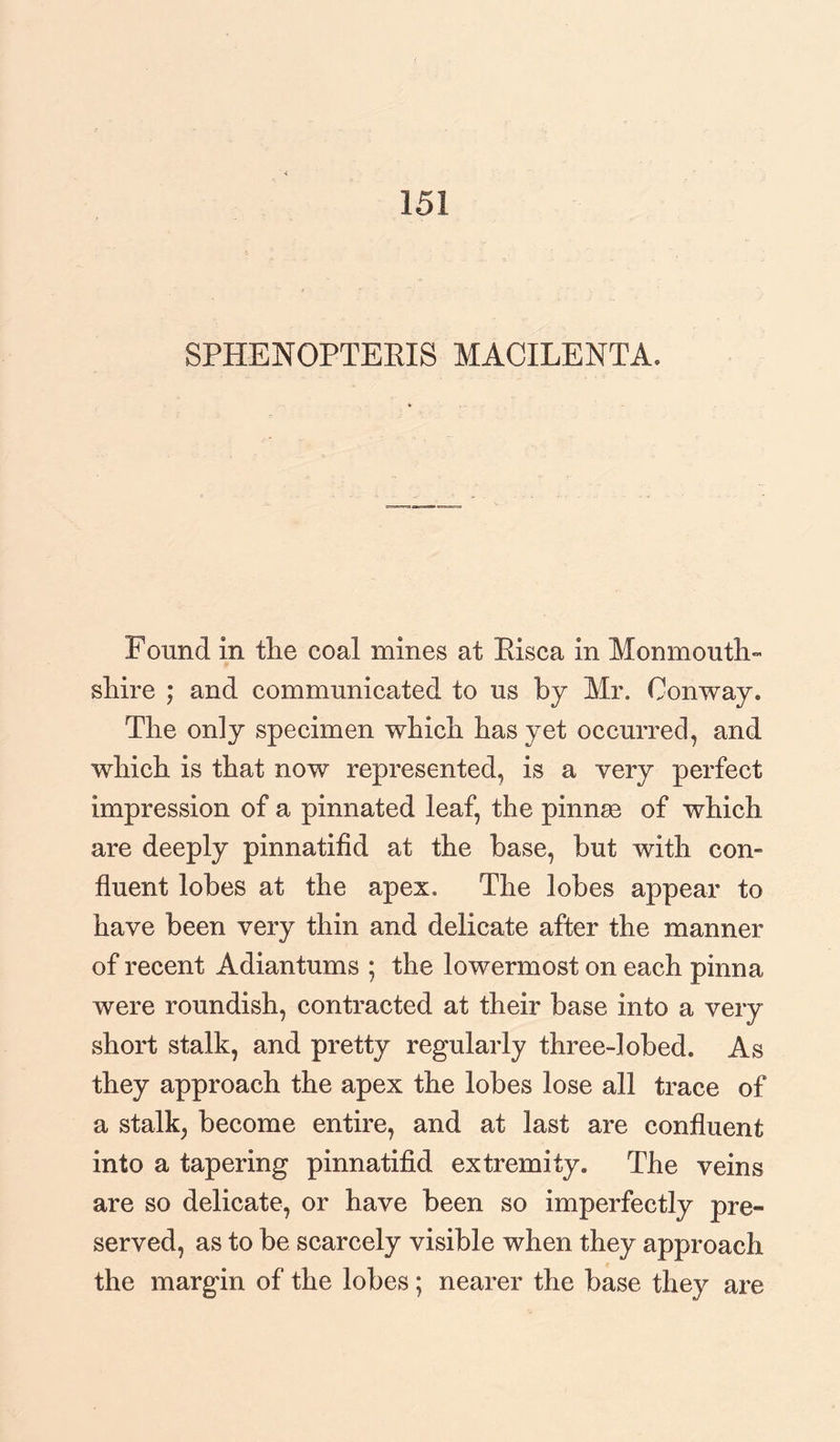 151 SPHENOPTEEIS MACILENTA* Found in the coal mines at Eisca in Monmouth¬ shire ; and communicated to us by Mr. Conway* The only specimen which has yet occurred, and which is that now represented, is a very perfect impression of a pinnated leaf, the pinnae of which are deeply pinnatifid at the base, but with corn fluent lobes at the apex. The lobes appear to have been very thin and delicate after the manner of recent Adiantums ; the lowermost on each pinna were roundish, contracted at their base into a very short stalk, and pretty regularly three-lobed. As they approach the apex the lobes lose all trace of a stalk, become entire, and at last are confluent into a tapering pinnatifid extremity. The veins are so delicate, or have been so imperfectly pre¬ served, as to be scarcely visible when they approach the margin of the lobes; nearer the base they are