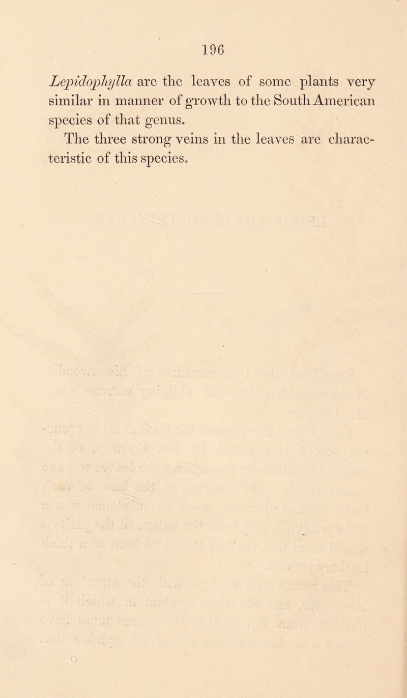 196 Lepidophylla are the leaves of some plants very similar in manner of growth to the South American species of that genus. The three strong veins in the leaves are charac¬ teristic of this species.