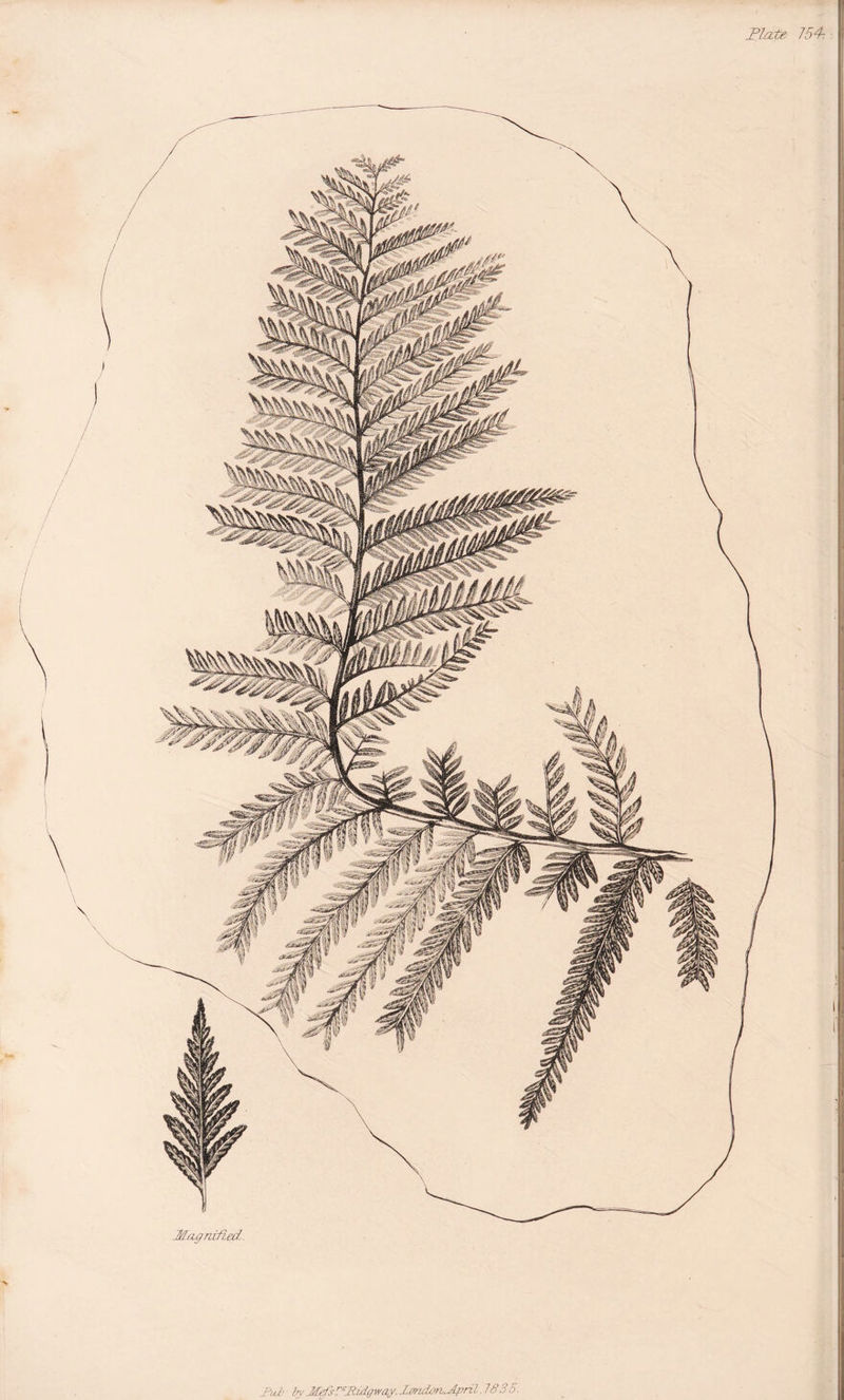 Plate 154^ Magnified..
