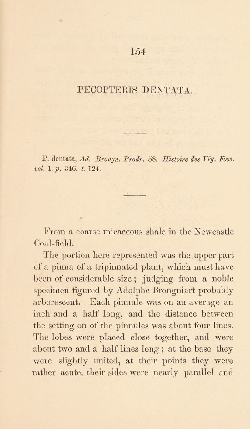 154 PECOPTERIS DENTATA. P. dentata, Ad. Brongn. Prodr, 58. Histoire des Veg. Foss, vol. 1. p. 346, t. 124. From a coarse micaceous shale in the Newcastle Coal-field. The portion here represented was the upper part of a pinna of a tripinnated plant, which must have been of considerable size ; judging from a noble specimen figured by Adolphe Brongniart probably arborescent. Each pinnule was on an average an inch and a half long, and the distance between the setting on of the pinnules was about four lines. The lobes were placed close together, and were about two and a half lines long ; at the base they were slightly united, at their points they were rather acute, their sides were nearly parallel and
