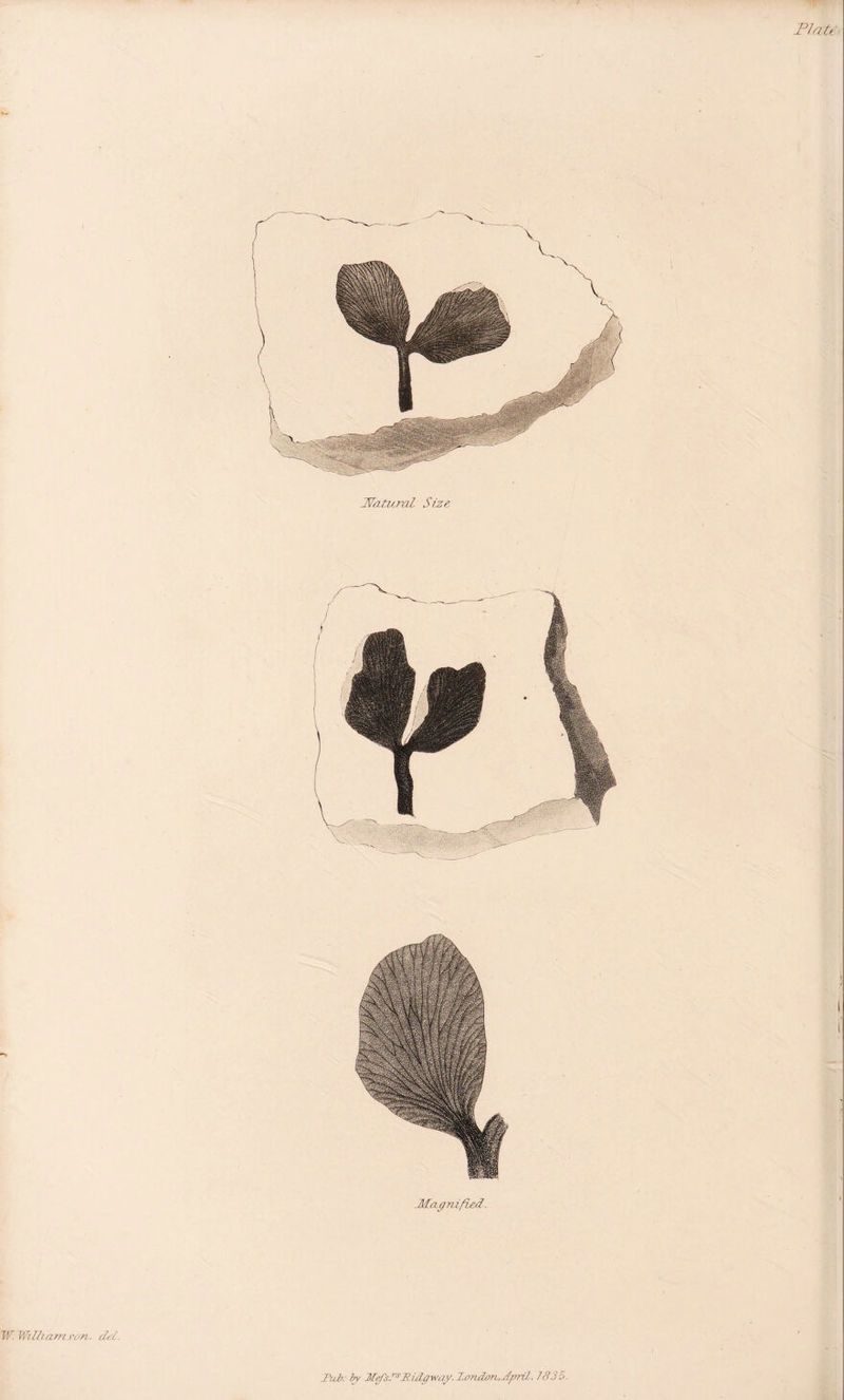 Platt JVatv.ral Size .Magnified. W. William ran ■ del.