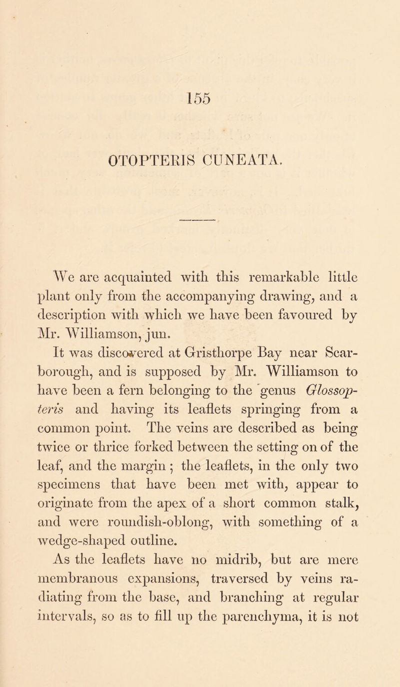155 OTOPTEKIS GONE AT A We are acquainted with this remarkable little plant only from the accompanying drawing, and a description with which we have been favoured by Mr. Williamson, jum It was discovered at Gristhorpe Bay near Scar¬ borough, and is supposed by Mr. Williamson to have been a fern belonging to the genus Glossop- tens and having its leaflets springing from a common point. The veins are described as being twice or thrice forked between the setting on of the leaf, and the margin ; the leaflets, in the only two specimens that have been met with, appear to originate from the apex of a short common stalk, and were roundish-oblong, with something of a wedge-shaped outline. As the leaflets have no midrib, but are mere membranous expansions, traversed by veins ra¬ diating from the base, and branching at regular intervals, so as to fill up the parenchyma, it is not