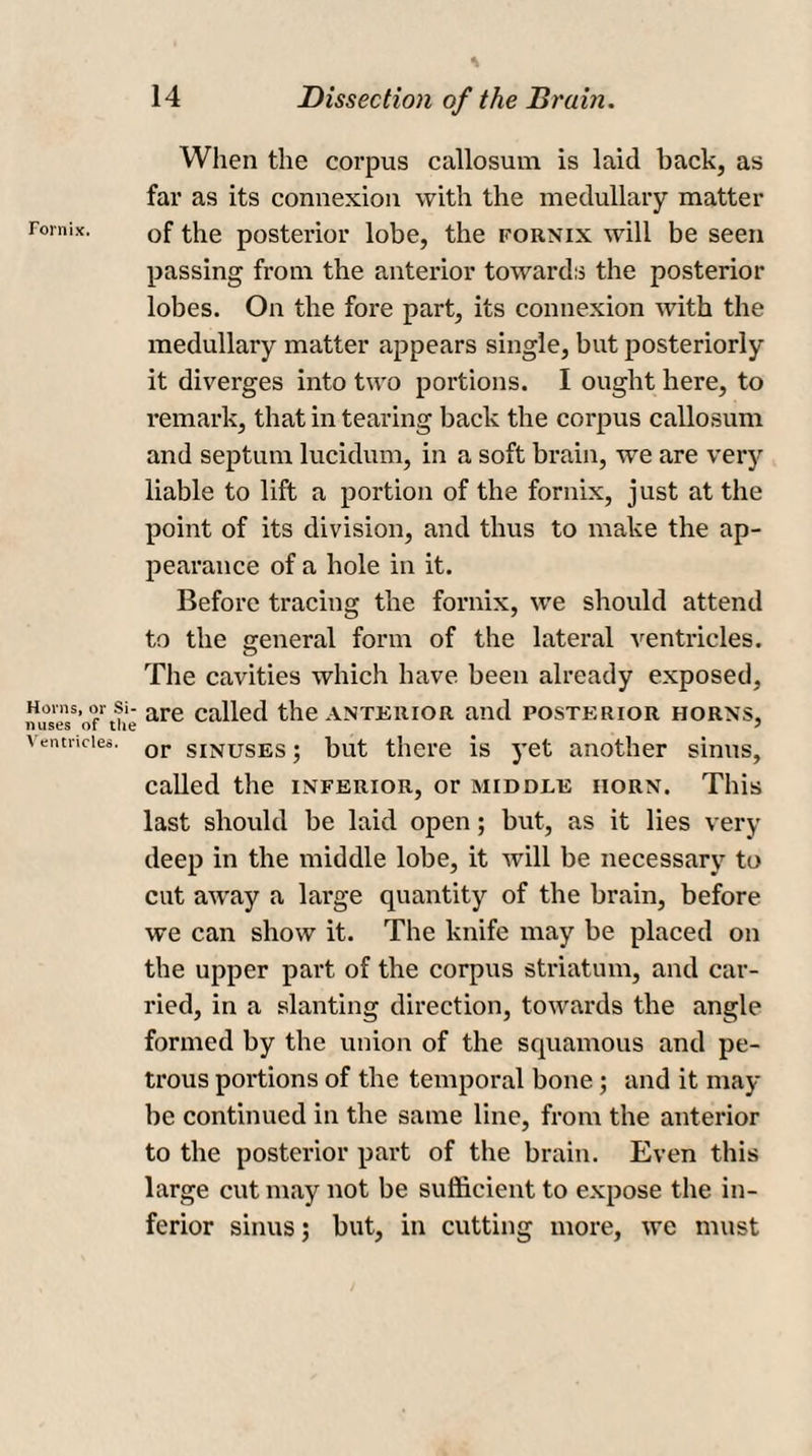 Fornix. Horns, or Si¬ nuses of the Ventricles. When the corpus callosum is laid back, as far as its connexion with the medullary matter of the posterior lobe, the fornix will be seen passing from the anterior towards the posterior lobes. On the fore part, its connexion with the medullary matter appears single, but posteriorly it diverges into two portions. I ought here, to remark, that in tearing back the corpus callosum and septum lucidum, in a soft brain, wTe are very liable to lift a portion of the fornix, just at the point of its division, and thus to make the ap¬ pearance of a hole in it. Before tracing the fornix, we should attend to the general form of the lateral ventricles. The cavities which have been already exposed, are called the anterior and posterior horns, or sinuses ; but there is yet another sinus, called the inferior, or middle horn. This last should be laid open; but, as it lies very deep in the middle lobe, it will be necessary to cut away a large quantity of the brain, before we can show it. The knife may be placed on the upper part of the corpus striatum, and car¬ ried, in a slanting direction, towards the angle formed by the union of the squamous and pe¬ trous portions of the temporal bone ; and it may be continued in the same line, from the anterior to the posterior part of the brain. Even this large cut may not be sufficient to expose the in¬ ferior sinus; but, in cutting more, we must