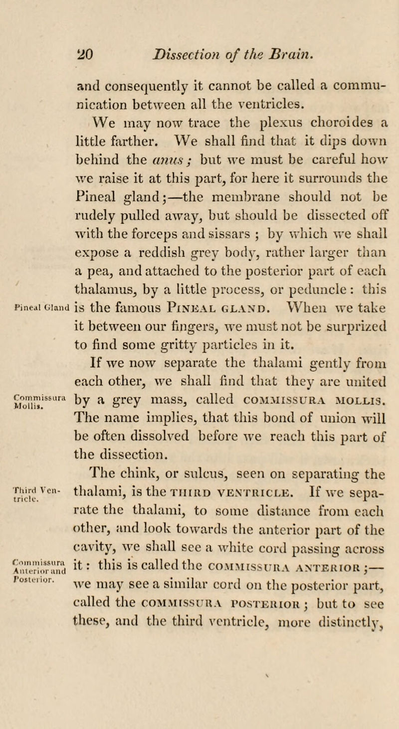 Pineal Gland Commissura Mollis. Third Yen tricle. Commissu ra Anterior and Posterior. and consequently it cannot be called a commu¬ nication between all the ventricles. We may now trace the plexus choroides a little farther. We shall find that it dips down behind the anus ; but we must be careful how we raise it at this part, for here it surrounds the Pineal gland;—the membrane should not be rudely pulled away, but should be dissected oft' with the forceps and sissars ; by which we shall expose a reddish grey body, rather larger than a pea, and attached to the posterior part of each thalamus, by a little process, or peduncle: this is the famous Pineal gland. When we take it between our fingers, we must not be surprized to find some gritty particles in it. If we now separate the thalami gently from each other, we shall find that they are united by a grey mass, called commissura mollis. The name implies, that this bond of union will be often dissolved before ive reach this part of the dissection. The chink, or sulcus, seen on separating the thalami, is the third ventricle. If we sepa¬ rate the thalami, to some distance from each other, and look towards the anterior part of the cavity, we shall see a white cord passing across it: this is called the commissura anterior;— we may see a similar cord on the posterior part, called the commissura posterior ; but to see these, and the third ventricle, more distinctly,