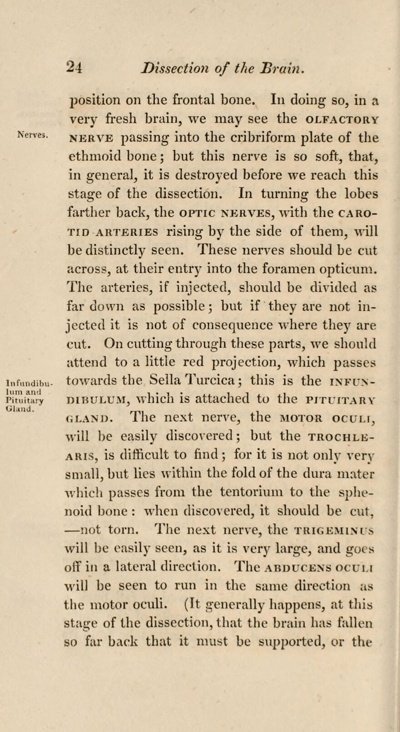 Nerves. Infundibu¬ lum and Pituitary Gland. position on the frontal bone. In doing so, in a very fresh brain, we may see the olfactory nerve passing into the cribriform plate of the ethmoid bone; but this nerve is so soft, that, in general, it is destroyed before we reach this stage of the dissection. In turning the lobes farther back, the optic nerves, with the caro¬ tid arteries rising by the side of them, will be distinctly seen. These nerves should be cut across, at their entry into the foramen opticum. The arteries, if injected, should be divided as for down as possible; but if they are not in¬ jected it is not of consequence where they are cut. On cutting through these parts, we should attend to a little red projection, which passes towards the Sella Turcica; this is the infun¬ dibulum, which is attached to the pituitary gland. The next nerve, the motor oculi, will he easily discovered; but the trochle- aris, is difficult to find; for it is not only very small, but lies within the fold of the dura mater which passes from the tentorium to the sphe¬ noid bone : when discovered, it should be cut, —not torn. The next nerve, the trigeminus will be easily seen, as it is very large, and goes off in a lateral direction. The arducens oculi will be seen to run in the same direction as the motor oculi. (It generally happens, at this stage of the dissection, that the brain has fallen so far back that it must be supported, or the