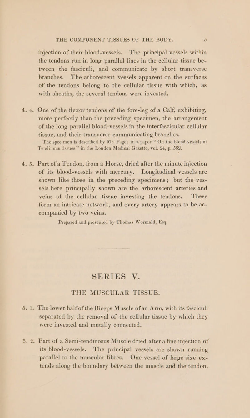 4.4, injection of their blood-vessels. The principal vessels within the tendons run in long parallel lines in the cellular tissue be- tween the fasciculi, and communicate by short transverse branches. The arborescent vessels apparent on the surfaces of the tendons belong to the cellular tissue with which, as with sheaths, the several tendons were invested. One of the fiexor tendons of the fore-leg of a Calf, exhibiting, more perfectly than the preceding specimen, the arrangement of the long parallel blood-vessels in the interfascicular cellular tissue, and their transverse communicating branches. The specimen is described by Mr. Paget in a paper “ On the blood-vessels of Tendinous tissues *’ in the London Medical Gazette, vol. 24, p. 562. of its blood-vessels with mercury. Longitudinal vessels are shown like those in the preceding specimens; but the ves- sels here principally shown are the arborescent arteries and veins of the cellular tissue investing the tendons. ‘These form an intricate network, and every artery appears to be ac- companied by two veins. Prepared and presented by Thomas Wormald, Esq. SERIES V. THE MUSCULAR TISSUE. separated by the removal of the cellular tissue by which they were invested and mutally connected. Part of a Semi-tendinosus Muscle dried after a fine injection of its blood-vessels. The principal vessels are shown running parallel to the muscular fibres. One vessel of large size ex- tends along the boundary between the muscle and the tendon.