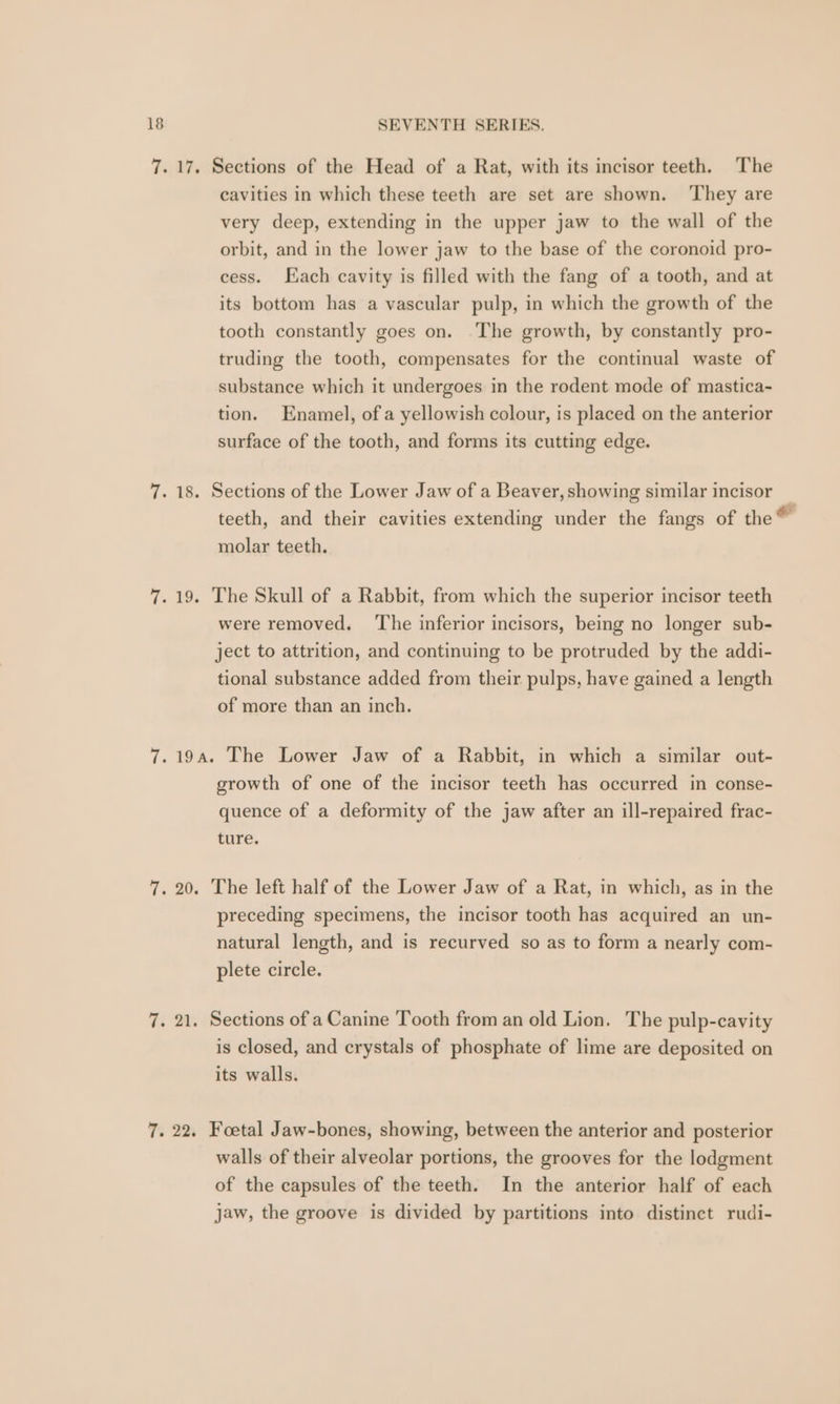 7.17. Sections of the Head of a Rat, with its incisor teeth. The cavities in which these teeth are set are shown. They are very deep, extending in the upper jaw to the wall of the orbit, and in the lower jaw to the base of the coronoid pro- cess. Each cavity is filled with the fang of a tooth, and at its bottom has a vascular pulp, in which the growth of the tooth constantly goes on. ‘The growth, by constantly pro- truding the tooth, compensates for the continual waste of substance which it undergoes in the rodent mode of mastica- tion. Enamel, of a yellowish colour, is placed on the anterior surface of the tooth, and forms its cutting edge. 7. 18. Sections of the Lower Jaw of a Beaver, showing similar incisor teeth, and their cavities extending under the fangs of the® molar teeth. 7.19. The Skull of a Rabbit, from which the superior incisor teeth were removed. ‘The inferior incisors, being no longer sub- ject to attrition, and continuing to be protruded by the addi- tional substance added from their pulps, have gained a length of more than an inch. 7.194. The Lower Jaw of a Rabbit, in which a similar out- growth of one of the incisor teeth has occurred in conse- quence of a deformity of the jaw after an ill-repaired frac- ture. 7. 20. The left half of the Lower Jaw of a Rat, in which, as in the preceding specimens, the incisor tooth has acquired an un- natural length, and is recurved so as to form a nearly com- plete circle. 7. 21. Sections of a Canine Tooth from an old Lion. The pulp-cavity is closed, and crystals of phosphate of lime are deposited on its walls. 7. 22. Foetal Jaw-bones, showing, between the anterior and posterior walls of their alveolar portions, the grooves for the lodgment of the capsules of the teeth. In the anterior half of each jaw, the groove is divided by partitions into distinct rudi-