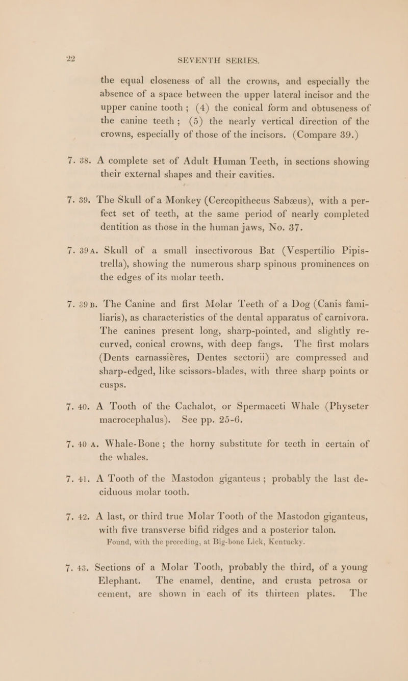 the equal closeness of all the crowns, and especially the absence of a space between the upper lateral incisor and the upper canine tooth ; (4) the conical form and obtuseness of the canine teeth; (5) the nearly vertical direction of the crowns, especially of those of the incisors. (Compare 39.) 7. 38. A complete set of Adult Human Teeth, in sections showing their external shapes and their cavities. 7. 39. The Skull of a Monkey (Cercopithecus Sabzeus), with a per- fect set of teeth, at the same period of nearly completed dentition as those in the human jaws, No. 37. 7. 39a. Skull of a small insectivorous Bat (Vespertilio Pipis- trella), showing the numerous sharp spinous prominences on the edges of its molar teeth. 7. 398. The Canine and first Molar Teeth of a Dog (Canis fami- liaris), as characteristics of the dental apparatus of carnivora. The canines present long, sharp-pointed, and slightly re- curved, conical crowns, with deep fangs. The first molars (Dents carnassiéres, Dentes sectorii) are compressed and sharp-edged, like scissors-blades, with three sharp points or cusps. 7.40. A Tooth of the Cachalot, or Spermaceti Whale (Physeter macrocephalus). See pp. 25-6. 7.40 A. Whale-Bone; the horny substitute for teeth in certain of the whales. 7. 41. A Tooth of the Mastodon giganteus ; probably the last de- ciduous molar tooth. 7. 42. A last, or third true Molar Tooth of the Mastodon giganteus, with five transverse bifid ridges and a posterior talon. Found, with the preceding, at Big-bone Lick, Kentucky. 7. 43. Sections of a Molar Tooth, probably the third, of a young Elephant. The enamel, dentine, and crusta petrosa or cement, are shown in each of its thirteen plates. The