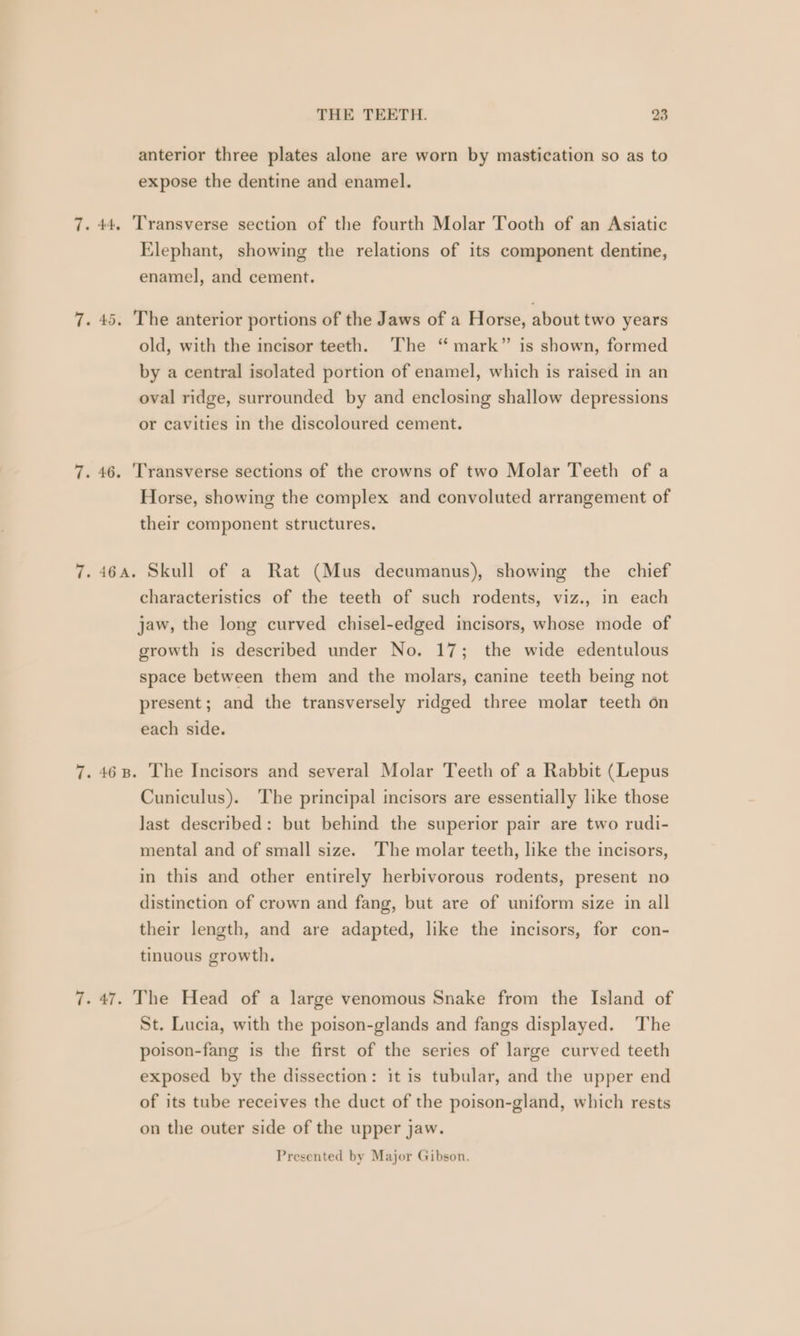 anterior three plates alone are worn by mastication so as to expose the dentine and enamel. Elephant, showing the relations of its component dentine, enamel, and cement. 5. The anterior portions of the Jaws of a Horse, about two years old, with the incisor teeth. ‘The “ mark” is shown, formed by a central isolated portion of enamel, which is raised in an oval ridge, surrounded by and enclosing shallow depressions or cavities in the discoloured cement. Horse, showing the complex and convoluted arrangement of their component structures. characteristics of the teeth of such rodents, viz., in each jaw, the long curved chisel-edged incisors, whose mode of growth is described under No. 17; the wide edentulous space between them and the molars, canine teeth being not present; and the transversely ridged three molar teeth on each side. Cuniculus). The principal incisors are essentially like those last described: but behind the superior pair are two rudi- mental and of small size. The molar teeth, like the incisors, in this and other entirely herbivorous rodents, present no distinction of crown and fang, but are of uniform size in all their length, and are adapted, like the incisors, for con- tinuous growth. St. Lucia, with the poison-glands and fangs displayed. The poison-fang is the first of the series of large curved teeth exposed by the dissection: it is tubular, and the upper end of its tube receives the duct of the poison-gland, which rests on the outer side of the upper jaw. Presented by Major Gibson.