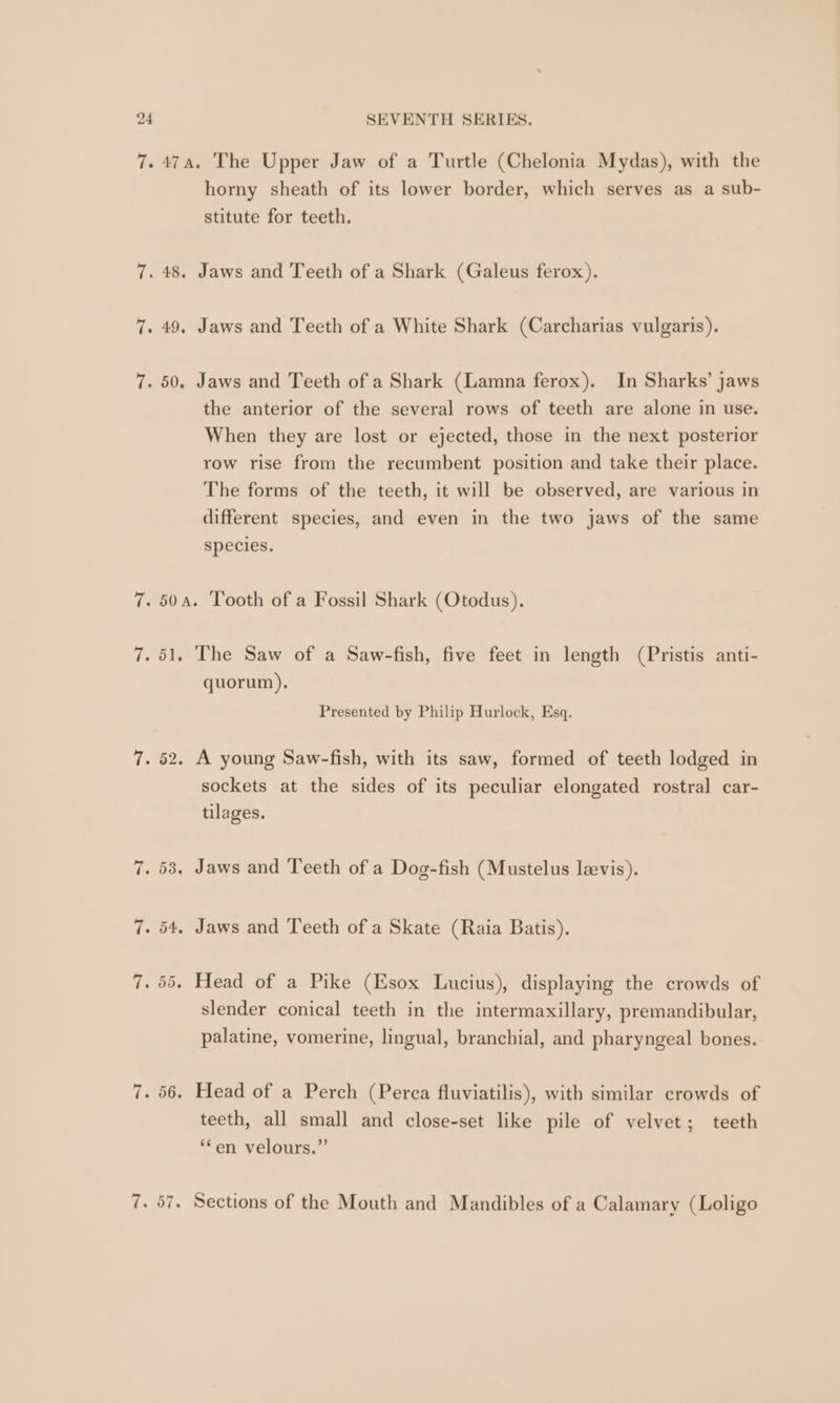 horny sheath of its lower border, which serves as a sub- stitute for teeth. Jaws and Teeth of a Shark (Galeus ferox). Jaws and Teeth of a White Shark (Carcharias vulgaris). the anterior of the several rows of teeth are alone in use. When they are lost or ejected, those in the next posterior row rise from the recumbent position and take their place. The forms of the teeth, it will be observed, are various in different species, and even in the two jaws of the same species. quorum). Presented by Philip Hurlock, Esq. sockets at the sides of its peculiar elongated rostral car- tilages. slender conical teeth in the intermaxillary, premandibular, palatine, vomerine, lingual, branchial, and pharyngeal bones. teeth, all small and close-set like pile of velvet; teeth ‘fen velours.”’