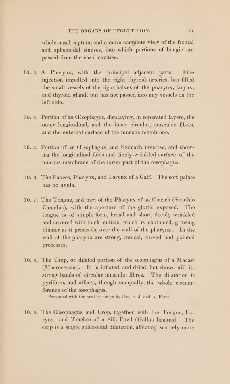 whole nasal septum, and a more complete view of the frontal and sphenoidal sinuses, into which portions of bougie are passed from the nasal cavities. injection impelled into the right thyroid arteries, has filled the small vessels of the right halves of the pharynx, larynx, and thyroid gland, but has not passed into any vessels on the left side. outer longitudinal, and the inner circular, muscular fibres, and the external surface of the mucous membrane. ing the longitudinal folds and finely-wrinkled surface of the mucous membrane of the lower part of the cesophagus. has no uvula. Camelus), with the aperture of the glottis exposed. The tongue is of simple form, broad and short, deeply wrinkled and covered with thick cuticle, which is continued, growing thinner as it proceeds, over the wall of the pharynx. In the wall of the pharynx are strong, conical, curved and pointed processes. (Macrocercus). It is inflated and dried, but shows still its strong bands of circular muscular fibres. The dilatation is pyriform, and affects, though unequally, the whole circum- ference of the oesophagus. Presented with the next specimen by Drs, F. J. and A. Farre. rynx, and Trachea of a Silk-Fowl (Gallus lanatus). The crop is a single spheroidal dilatation, affecting scarcely more