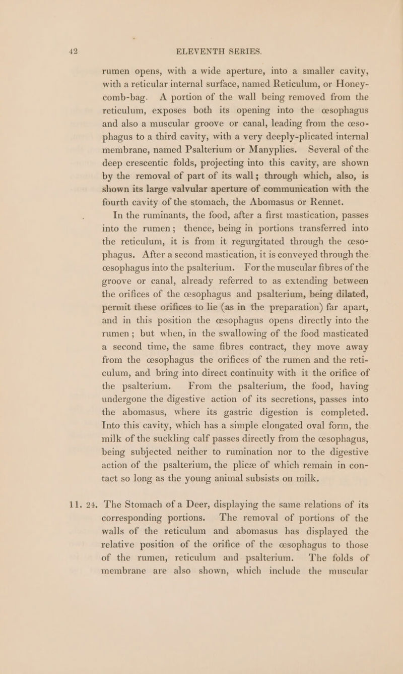ELEVENTH SERIES. rumen opens, with a wide aperture, into a smaller cavity, with a reticular internal surface, named Reticulum, or Honey- comb-bag. A portion of the wall being removed from the reticulum, exposes both its opening into the cesophagus and also a muscular groove or canal, leading from the ceso- phagus to a third cavity, with a very deeply-plicated internal membrane, named Psalterium or Manyplies. Several of the deep crescentic folds, projecting into this cavity, are shown by the removal of part of its wall; through which, also, is shown its large valvular aperture of communication with the fourth cavity of the stomach, the Abomasus or Rennet. In the ruminants, the food, after a first mastication, passes into the rumen; thence, being in portions transferred into the reticulum, it is from it regurgitated through the ceso- phagus. After asecond mastication, it is conveyed through the oesophagus into the psalterium. For the muscular fibres of the groove or canal, already referred to as extending between the orifices of the cesophagus and psalterium, being dilated, permit these orifices to lie (as in the preparation) far apart, and in this position the cesophagus opens directly into the rumen; but when, in the swallowing of the food masticated a second time, the same fibres contract, they move away from the oesophagus the orifices of the rumen and the reti- culum, and bring into direct continuity with it the orifice of the psalterium. From the psalterium, the food, having undergone the digestive action of its secretions, passes into the abomasus, where its gastric digestion is completed. Into this cavity, which has a simple elongated oval form, the milk of the suckling calf passes directly from the cesophagus, being subjected neither to rumination nor to the digestive action of the psalterium, the plicze of which remain in con- tact so long as the young animal subsists on milk. corresponding portions. The removal of portions of the walls of the reticulum and abomasus has displayed the relative position of the orifice of the cesophagus to those of the rumen, reticulum and psalterium. The folds of membrane are also shown, which include the muscular