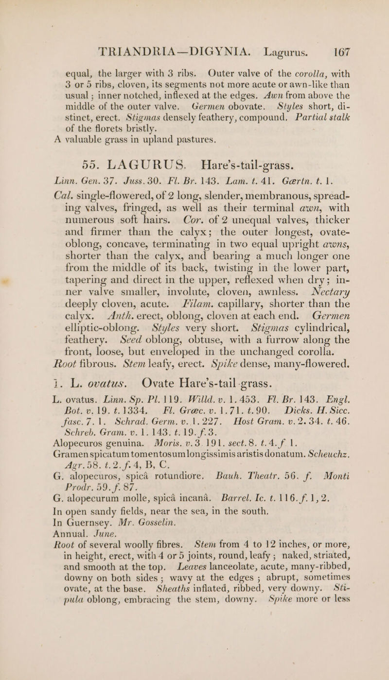 equal, the larger with 3 ribs. Outer valve of the corolla, with 3 or 5 ribs, cloven, its segments not more acute or awn-like than usual ; inner notched, inflexed at the edges. dwn from above the middle of the outer valve. Germen obovate. Styles short, di- stinct, erect. Stigmas densely feathery, compound, Partial stalk of the florets bristly. . A valuable grass in upland pastures. 59. LAGURUS. Hare’s-tail-grass. Linn. Gen. 37.. Juss. 380. F1.Br. YAS. Lam et) 47; Gerin. t. 1. Cal. single-flowered, of 2 long, slender, membranous, spread- ing valves, fringed, as well as their terminal awn, with numerous soft hairs. Cor. of 2 unequal valves, thicker and firmer than the calyx; the outer longest, ovate- oblong, concave, terminating in two equal upright awns, shorter than the calyx, and bearing a much longer one from the middle of its back, twisting in the lower part, tapering and direct in the upper, reflexed when dry; in- ner valve smaller, involute, cloven, awnless. Nectary deeply cloven, acute. Jam. capillary, shorter than the calyx. &lt;Anth. erect, oblong, cloven at each end. Germen elliptic-oblong. Styles very short. Stzgmas cylindrical, feathery. Seed oblong, obtuse, with a furrow along the front, loose, but enveloped in the unchanged corolla. Root fibrous. Stem leafy, erect. Spike dense, many-flowered. i. L. ovatus. Ovate Hate’s-tail-grass. L. ovatus. Linn. Sp. Pl.119. Willd. v. 1.453. Fl. Br. 143. Engl. Bot. v, 19. ¢.1334, . Fl. Grec..v. 1.71. 4.90. Dicks. H. Sice. fasc.7.1. Schrad. Germ. v..1.227. Host Gram. v. 2.34. t. 46. Schreb. Gram. v. 1. 143. t.19. f.3. Alopecuros genuina. Moris. v.3.191. sect.8. t.4.f. 1. Gramenspicatum tomentosum longissimis aristis donatum. Scheuchz. Agr. 58. 6.2744, B;. Ce G. alopecuros, spicaé rotundiore. Bauh. Theatr. 56. f. Monti Prodr, 59. f. 87. G. alopecurum molle, spica incana. Barrel. Ic. t. 116. f.1, 2. In open sandy fields, near the sea, in the south. In Guernsey. Mr. Gosselin. Annual. June. Root of several woolly fibres. Stem from 4 to 12 inches, or more, in height, erect, with 4 or 5 joints, round, leafy ; naked, striated, and smooth at the top. Leaves lanceolate, acute, many-ribbed, downy on both sides ; wavy at the edges ; abrupt, sometimes ovate, at the base. Sheaths inflated, ribbed, very downy. Stéi- pula oblong, embracing the stem, downy. Spike more or less