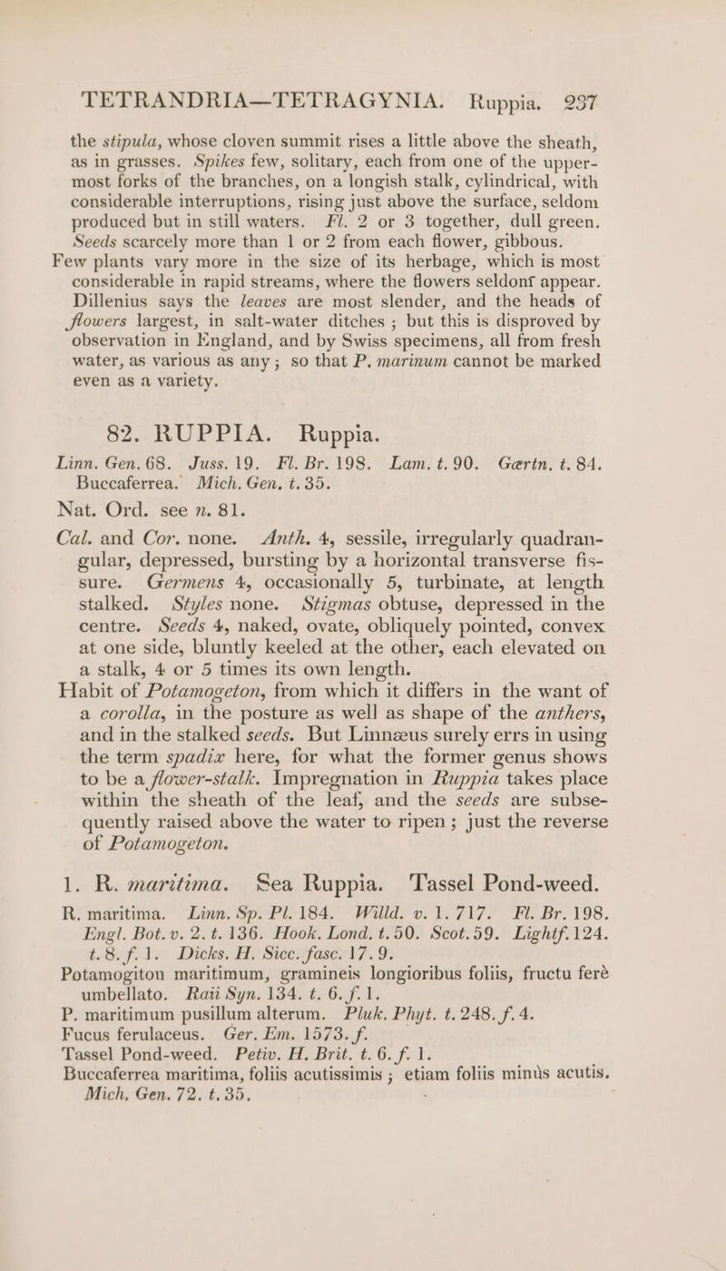 the stipula, whose cloven summit rises a little above the sheath, as in grasses. Spikes few, solitary, each from one of the upper- most forks of the branches, on a longish stalk, cylindrical, with considerable interruptions, rising just above the surface, seldom produced but in still waters. Fl. 2 or 3 together, dull green, Seeds scarcely more than | or 2 from each flower, gibbous. Few plants vary more in the size of its herbage, which is most considerable in rapid streams, where the flowers seldonf appear. Dillenius says the leaves are most slender, and the heads of Jlowers largest, in salt-water ditches ; but this is disproved by observation in England, and by Swiss specimens, all from fresh water, as various as any; so that P. marinum cannot be marked even as a variety. 82. RUPPIA. Ruppia. Linn. Gen. 68. Juss.19. Fl. Br. 198. Lam.t.90. Gertn., ¢. 84. Buccaferrea. Mich. Gen, t.35. Nat. Ord. see 7. 81. Cal. and Cor. none. &lt;Anth. 4, sessile, irregularly quadran- gular, depressed, bursting by a norizontal transverse fis- sure. Germens 4, occasionally 5, turbinate, at length stalked. Styles none. Stigmas obtuse, depressed in the centre. Seeds 4, naked, ovate, obliquely pointed, convex at one side, bluntly keeled at the other, each elevated on a stalk, 4 or 5 times its own length. Habit of Potamogeton, from which it differs in the want of a corolla, in the posture as well as shape of the anthers, and in the stalked seeds. But Linnzeus surely errs in using the term spadix here, for what the former genus shows to be a flower-stalk. Impregnation in Ruppia takes place within the sheath of the leaf, and the seeds are subse- quently raised above the water to ripen; just the reverse of Potamogeton. 1. R. maritema. Sea Ruppia. ‘Tassel Pond-weed. R. maritima. “Linn. Sp. Pl. 184. Willd. v. 1.717. Fl. Br. 198. Engl. Bot. v. 2. t. 136. Hook, Lond, t.50. Scot.59. Lightf.124. £8. f.1. Dicks. H. Sice. fase. 17.9. Potamogiton maritimum, gramineis longioribus foliis, fructu feré umbellato. Raw Syn. 134. t. 6. Cay P. maritimum pusillum alterum. Pluk. Phyt. t. 248. f. 4. Fucus ferulaceus. Ger. Em. 1573. f. Tassel Pond-weed. Petiv. H. Brit. t. 6. f. 1. Buccaferrea maritima, foliis acutissimis ; etiam foliis minus acutis. Mich, Gen. 72. t. 35,