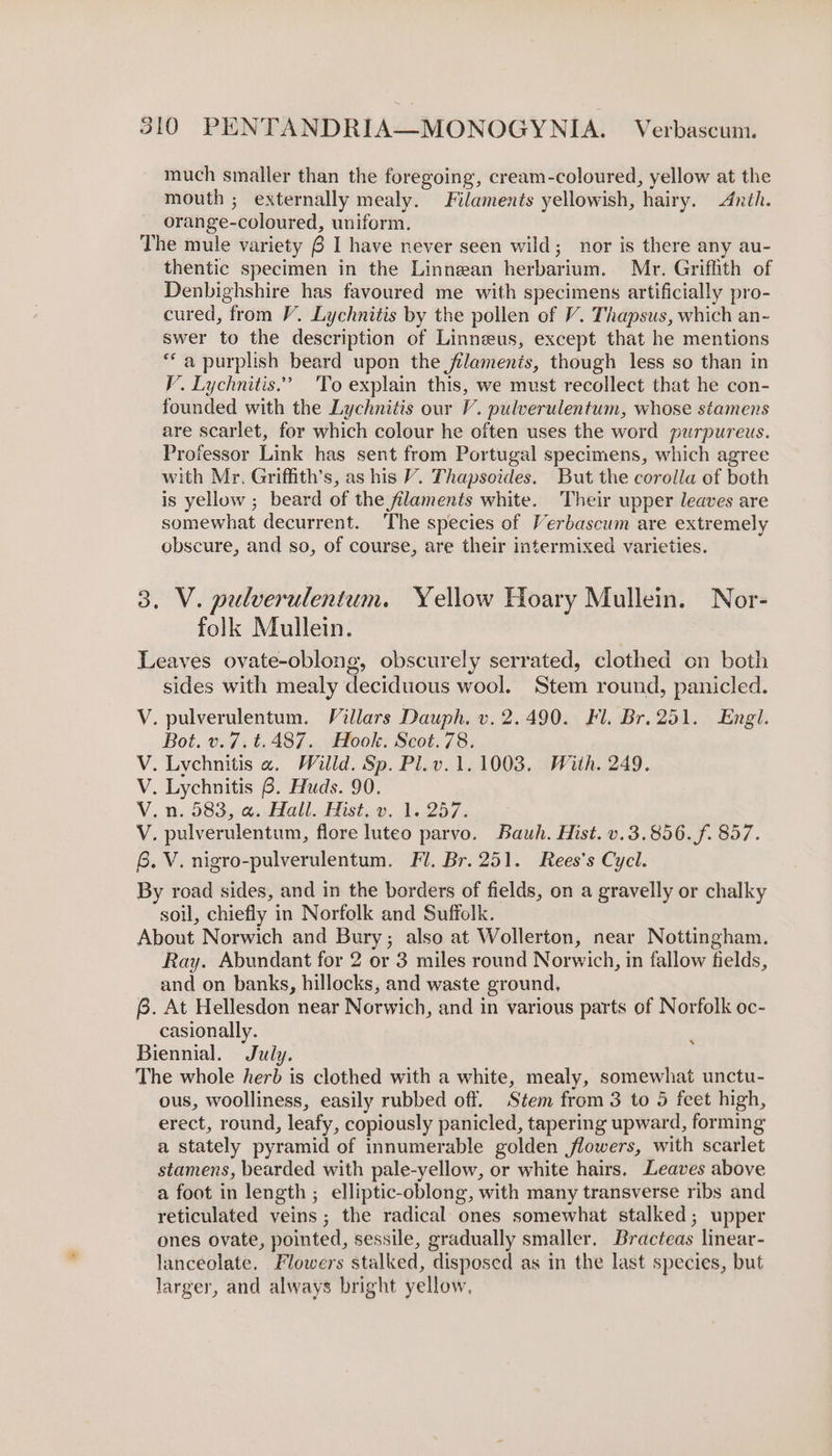 much smaller than the foregoing, cream-coloured, yellow at the mouth ; externally mealy. Filaments yellowish, hairy. Anth. orange-coloured, uniform. The mule variety 6 I have never seen wild; nor is there any au- thentic specimen in the Linnean herbarium. Mr. Griffith of Denbighshire has favoured me with specimens artificially pro- cured, from V. Lychnitis by the pollen of V. Thapsus, which an- swer to the description of Linneus, except that he mentions ** a purplish beard upon the filaments, though less so than in V. Lychnitis.’ To explain this, we must recollect that he con- founded with the Lychnitis our V. pulverulentum, whose stamens are scarlet, for which colour he often uses the word purpureus. Protessor Link has sent from Portugal specimens, which agree with Mr. Griffith’s, as his V. Thapsoides. But the corolla of both is yellow ; beard of the filaments white. Their upper leaves are somewhat decurrent. ‘The species of Verbascum are extremely obscure, and so, of course, are their intermixed varieties. 3. V. pulverulentum. Yellow Hoary Mullein. Nor- folk Mullein. Leaves ovate-oblong, obscurely serrated, clothed on both sides with mealy deciduous wool. Stem round, panicled. V. pulverulentum. Villars Dauph. v.2.490. Fl. Br. 251. Engl. Bot. v.7.t. 487. Hook. Scot.78. V. Lychnitis «. Willd. Sp. Pl.v.1.1003. With. 249. V. Lychnitis 6. Huds. 90. V.. 2. 683.¢, all Hisiw. 1.257; V. pulverulentum, flore luteo parvo. Bauh. Hist. v.3.856. f. 857. 6. V. nigro-pulverulentum. Fl. Br. 251. Rees's Cycl. By road sides, and in the borders of fields, on a gravelly or chalky soil, chiefly in Norfolk and Suffolk. About Norwich and Bury; also at Wollerton, near Nottingham. Ray. Abundant for 2 or 3 miles round Norwich, in fallow fields, and on banks, hillocks, and waste ground, f. At Hellesdon near Norwich, and in various parts of Norfolk oc- casionally. Biennial. July. The whole herb is clothed with a white, mealy, somewhat unctu- ous, woolliness, easily rubbed off. Stem from 3 to 5 feet high, erect, round, leafy, copiously panicled, tapering upward, forming a stately pyramid of innumerable golden flowers, with scarlet stamens, bearded with pale-yellow, or white hairs. Leaves above a foot in length ; elliptic-oblong, with many transverse ribs and reticulated veins ; the radical ones somewhat stalked; upper ones ovate, pointed, sessile, gradually smaller. Bracteas linear- lanceolate. Flowers stalked, disposed as in the last species, but larger, and always bright yellow, »