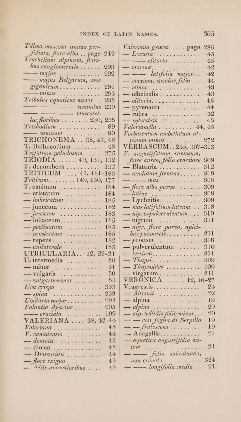 Lill@a muscosa annua per- JSoliata, flore albo .. page 242 Trachelium alpinum, flori- bus conglomeratis ...... 293 Se Mages eee Bo 292 - majus Belgarum, sive SIAM. Wa. BO es 291 MAGS is 5. nuns: 293 Tribulus aquaticus minor .. 233 secundus 230 a muscatel- le floribus........ 230, 233 PYichodium ...... 6. &lt;we2 89 CONIMUM. 5 ok a EE 90 TRICHONEMA .. 38, 47, 48 T. Bulbocodium ........ 48 Trifolium paludosum Jt27s TRIODIA ...... 40, 13 bye iSZ Goitlecumbens .... &gt; ..nk 132 TRITICUM .... 41, 181-186 PICU. . oo ks kc 149, 150, 177 SS .Caninum, .......,. ane 184: —cristatum .......... 184 — imbricatum ........4. 185 —— JONGEUEP 3. poe se 182 SO RUNCCUM cA LAR 183 — loliaceum............ 185 — pectinatum .......... 185 SAIPrOSTAlUMy Rive Wate mee 185 om FEPRNGs. jee se 2 182 — unilaterale .2..0..... 185 UTRICULARIA.. 12, 29-31 Usintermedia .......... 30 S5080Or .. 2.6 ook. BER 31 -Syulsers. ..... witeires 30 — vulgaris minor ........ 3¢ BNE Cs oe 6 6 oo $33 SoMpOe ... ss SE De 333 Uvularia major.......... 292 Valantia Aparine........ 205 CFECIBIE . ovine esk Ke 199 VALERIANA .... 38, 42-44 Valeri, . sows esa: 4:3 V ieagadensis ... inaece.d 4-4. eee entab ae sire, I 4S pGOUCR. v.55 5 6k x:n 4 43 &lt;== Dioscoridis, .. .. 2 inwwt 44 — flore exiguo.......... — “lis anoustioribus . Valeriana greca ,... page 286 Se LOGUSiAnOG Doe 0oae owe 45 —- OLUOTUL . ..« » PARI 45 a marin’. &gt;)... eRe 42, — —— latifolia major,. 42 — maxima, cacalie “Folio ee mec EIOIOS SANTIS PEEL 43 at GINCINANS ORS set 43 — OlerIA yak ae: 45 —— PyYFeMalca® 2 Sees 44: PERM cee oop Soon Spewsica 0. 42 = sylvestris .%. .0 6 vases 43 V alerianetla yp 0K6 62.2 44, 45 Verbasculum umbellatum al- PANUNE MINUS Ld 272 VERBASCUM. . 245, 307-313 V. angustifolium ramosum, flore aureo, folio crassiore 309 == Blattaria ..... s0wiers 312 — candidum feemina...... 3809 — MES N25 Teh ZA RON 308 — flore albo parvo ...... 309 HE oa 6 62 1 REDE 308 = Liychnifis.... .ailewzals 309 — mas latifolium luteum .. 308 — nigro-pulverulentum .. 310 =F CUM 2... . 311 — nigr. flore parvo, apici- bus PULPUNEIS.. 6) RAO ees $11 SGT MUM, 5 os we c . OM 3U8 — pulverulentum ...... 310 AGU « aime) brviss ng wn om a 311 ae Dhaps...... . 12x 309 = Lhapsaides. ........ 2609 — virgatum,........... 311 VERONICA ...... 12, 16-27 OTIS oo cane RR 24: = Alliontt ... uc. eee. 22 Se AOA, oh... os « . SEM 19 ee DINING NUS. AEM 20 — a bellidis folio minor.. 20 — — con foglia di Serpillo 19 — — frutescens ........ 19 —— Anagallis............ Z1 — aquatica angustifolia mi- PE Nae ns. Z1 _— Solio subrotundo, TRE CKCRMLO 2... seaplane 324 -— longifolia media... 21