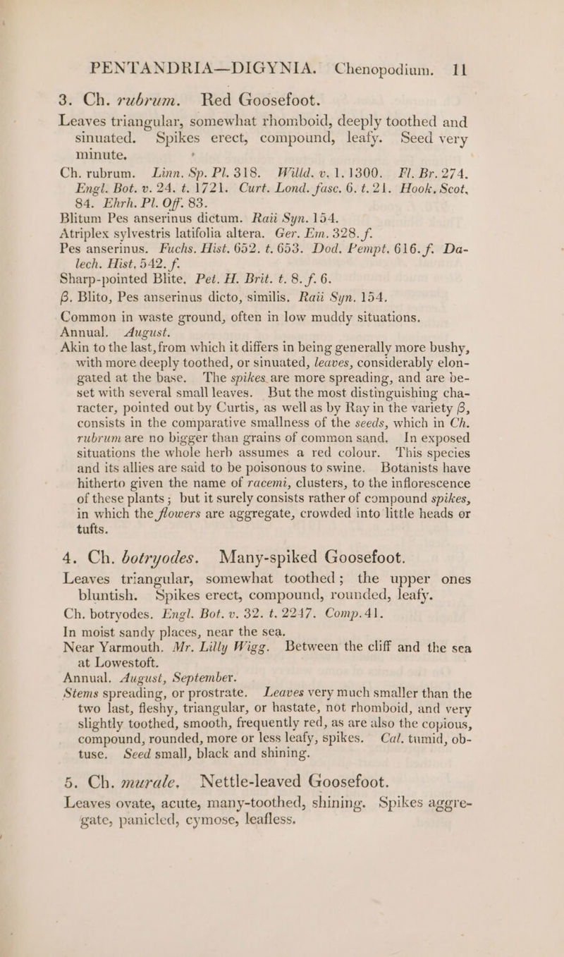 3. Ch. rubrum. Red Goosefoot. Leaves triangular, somewhat rhomboid, deeply toothed and sinuated. Spikes erect, compound, leafy. Seed very minute, ' Ch. rubrum. Linn. Sp. Pl. 318. Willd. v, 1.1300. Fl. Br. 274. Engl. Bot. v. 24. t=. 1721. Curt. Lond. fase. 6. t.21. Hook, Scot, 84. Ehrh. Pl. Off. 83. Blitum Pes anserinus dictum. Raii Syn. 154. Atriplex sylvestris latifolia altera. Ger. Em. 328. f. Pes anserinus. Fuchs. Hist. 652. t.653. Dod. Pempt. 616. f. Da- lech. Hist, 542. f. Sharp-pointed Bhite. Pet. H. Brit. t. 8. f. 6. 6. Blito, Pes anserinus dicto, similis. Raii Syn. 154. Common in waste ground, often in low muddy situations. Annual. dugust. Akin to the last, from which it differs in being generally more bushy, with more deeply toothed, or sinuated, leaves, considerably elon- gated at the base. The spikes are more spreading, and are be- set with several small leaves. But the most distinguishing cha- racter, pointed out by Curtis, as well as by Ray in the variety 6, consists in the comparative smallness of the seeds, which in Ch. rubrum are no bigger than grains of common sand. In exposed situations the whole herb assumes a red colour. This species and its allies are said to be poisonous to swine. Botanists have hitherto given the name of racemz, clusters, to the inflorescence of these plants ; but it surely consists rather of compound spikes, in which the flowers are aggregate, crowded into little heads or tufts. 4. Ch. botryodes. Many-spiked Goosefoot. Leaves triangular, somewhat toothed; the upper ones bluntish. Spikes erect, compound, rounded, leafy. Ch. botryodes. Engl. Bot. v. 32. t, 2247. Comp.4l. In moist sandy places, near the sea. Near Yarmouth. Mr. Lilly Wigg. Between the cliff and the sea at Lowestoft. Annual. dugust, September. Stems spreading, or prostrate. Leaves very much smaller than the two last, fleshy, triangular, or hastate, not rhomboid, and very slightly toothed, smooth, frequently red, as are also the copious, compound, rounded, more or less leafy, spikes. Cal. tumid, ob- tuse. Seed small, black and shining. 5. Ch. murale. WNettle-leaved Goosefoot. Leaves ovate, acute, many-toothed, shining. Spikes aggre- gate, panicled, cymose, leafless.