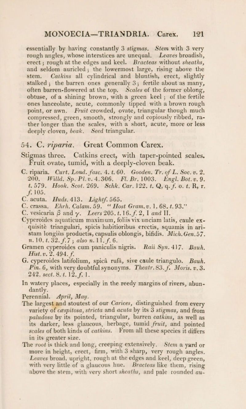 essentially by having constantly 3 stigmas. Stem with 3 very rough angles, whose interstices are unequal. Leaves broadish, erect; rough at the edges and keel. Bracteas without sheaths, and seldom auricled ; the lowermost large, rising above the stem. Catkins all cylindrical and bluntish, erect, slightly stalked ; the barren ones generally 3; fertile about as many, often barren-flowered at the top. Scales of the former oblong, obtuse, of a shining brown, with a green keel 5 of the fertile ones lanceolate, acute, commonly tipped with a brown rough point, or awn. Fruit crowded, ovate, triangular though much compressed, green, smooth, strongly and copiously ribbed, ra¬ ther longer than the scales, with a short, acute, more or less deeply cloven, beak. Seed triangular. 54. C. riparia. Great Common Carex. Stigmas three. Catkins erect, with taper-pointed scales. Fruit ovate, tumid, with a deeply-cloven beak. C. riparia. Curt. Lond. fasc. 4. t. 60. Gooden. Tr. of L. Soc. v. 2. 200. mild. Sp. Pl.v. 4.306. FI. Br. 1003. Engl. Bot.v. 9. t. 579. Hook. Scot. 269. Schk. Car. 122. t. Q, q./. 0. t. R, r. /. 105. C. acuta. Huds. 413. Light/. 565. C. crassa. Ehrh. Calam. 59. “Host Gram.v. 1. 68. t. 93.” C. vesicaria /3 and y. Leers 205. t. 1 6.f. 2, I and II. Cyperoides aquaticum maximum, foliis vix unciam latis, caule ex¬ quisite triangulari, spicis habitioribus erectis, squamis in ari- stam longiiis productis, capsulis oblongis, bifidis. Mich.Gen.57. n. 10. t. 32. f. 7 ) also n. 1 \ .f. 6. Gramen cyperoides cum paniculis nigris. Raii Syn. 41 7. Bauh. Hist.v. 2. 494./. G. cyperoides latifolium, spica rufa, sive caule triangulo. Bauh. Pin. 6, with very doubtful synonyms. Theatr. 83./. Moris, v. 3. 242. sect. 8. t. 12./. 1. In watery places, especially in the reedy margins of rivers, abun¬ dantly. Perennial. April, May. The largest and stoutest of our Carices, distinguished from every variety of ccespitosa, stricta and acuta by its 3 stigmas, and from paludosa by its pointed, triangular, barren catkins, as well as its darker, less glaucous, herbage, tumid fruit, and pointed scales of both kinds of catkins. From all these species it differs in its greater size. The root is thick and long, creeping extensively. Stem a yard or more in height, erect, firm, with 3 sharp, very rough angles. Leaves broad, upright, rough at the edges and keel, deep green, with very little of a glaucous hue. Bracteas like them, rising above the stem, with very short sheaths, and pale rounded au-