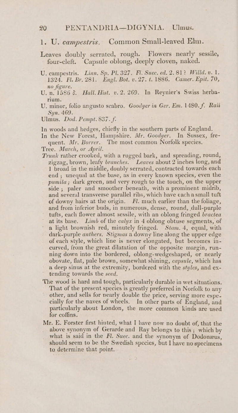 1. U. campestris. Common Small-leaved Elm. Leaves doubly serrated, rough. Flowers nearly sessile, four-cleft. Capsule oblong, deeply cloven, naked. U. campestris. Linn. Sp. Pl. 327. Fl. Suec. ed. 2.81? Willd. v. 1. 1324. Fl. Br. 281. Engl. Bot. v.27. t. 1886. Camer. Epit. 70, no figure. U. n. 1586 6. Hall. Hist. v.2. 269. In Reynier’s Swiss herba- rium. U. minor, folio angusto scabro. Goodyer in Ger. Em. 1480. f. Rait Syn. 469. Ulmus. Dod. Pempt. 837. f: In woods and hedges, chiefly in the southern parts of England. In the New Forest, Hampshire. Mr. Goodyer. In Sussex, fre- quent. Mr. Borrer. The most common Norfolk species. Tree. March, or April. Trunk rather crooked, with a rugged bark, and spreading, round, zigzag, brown, leafy branches. Leaves about 2 inches long, and 1 broad in the middle, doubly serrated, contracted towards each end; unequal at the base, as in every known species, even the pumila; dark green, and very rough to the touch, on the upper side ; paler and smoother beneath, with a prominent midrib, and several transverse parallel ribs, which have each a small tuft of downy hairs at the origin. Fl. much earlier than the foliage, and from inferior buds, in numerous, dense, round, dull-purple tufts, each flower almost sessile, with an oblong fringed bractea at its base. Limb of the calyx in 4 oblong obtuse segments, of a light brownish red, minutely fringed. Stam. 4, equal, with dark-purple anthers. Stigmas a downy line along the upper edge of each style, which line is never elongated, but becomes in- curved, from the great dilatation of the opposite margin, run- ning down into the bordered, oblong-wedgeshaped, or nearly obovate, flat, pale brown, somewhat shining, capsule, which has a deep sinus at the extremity, bordered with the styles, and ex- tending towards the seed. The wood is hard and tough, particularly durable in wet situations. That of the present species is greatly preferred in Norfolk to any other, and sells for nearly double the price, serving more espe- cially for the naves of wheels. In other parts of England, and particularly about London, the more common kinds are used for coffins. Mr. E. Forster first hiuted, what I have now no doubt of, that the above synonym of Gerarde and Ray belongs to this ; which by what is said in the Fl. Suec. and the synonym of Dodoneus, should seem to be the Swedish species, but I have no specimens to determine that point.