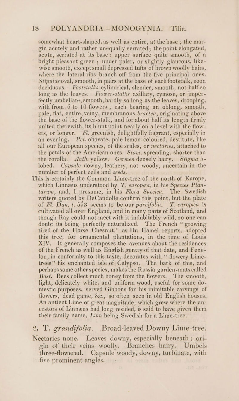somewhat heart-shaped, as well as entire, at the base ; the mar- gin acutely and rather unequally serrated; the point elongated, acute, serrated at its base: upper surface quite smooth, of a bright pleasant green ; under paler, or slightly glaucous, like- wise smooth, except small depressed tufts of brown woolly hairs, where the lateral ribs branch off from the five principal ones. Stipulas oval, smooth, in pairs at the base of each footstalk, soon deciduous. Footstalks cylindrical, slender, smooth, not half so long as the leaves. Flower-stalks axillary, cymose, or imper- fectly umbellate, smooth, hardly so long as the leaves, drooping, with from. 6 to 10 flowers ; each bearing an oblong, smooth, pale, flat, entire, veiny, membranous bractea, originating above the base of the flower-stalk, and for about half its length firmly united therewith, its blunt point nearly on a level with the flow- ers, or longer. Fi. greenish, delightfully fragrant, especially in an evening. Pet. obovate, pale lemon-coloured, destitute, like all our European species, of the scales, or nectaries, attached to the petals of the American ones. Stam. spreading, shorter than the corolla. Anth. yellow. Germen densely hairy. Stigma 5- lobed. Capsule downy, leathery, not woody, uncertain in the number of perfect cells and seeds. This is certainly the Common Lime-tree of the north of Europe, which Linneeus understood by T. europea, in his Species Plan- tarum, and, I presume, in his Flora Suecica, The Swedish writers quoted by DeCandolle confirm this point, but the plate of Fl. Dan. t. 553 seems to be our parvifolia. T. europea is cultivated all over England, and in many parts of Scotland, and though Ray could not meet with it indubitably wild, no one can doubt its being perfectly naturalized. The French ‘‘ growing tired of the Horse Chesnut,’’ as Du Hamel reports, adopted this tree, for ornamental plantations, in the time of Louis XIV. It generally composes the avenues about the residences of the French as well as English gentry of that date, and Fene- lon, in conformity to this taste, decorates with ‘‘ flowery Lime- trees’’ his enchanted isle of Calypso. The bark of this, and perhaps some other species, makes the Russia garden-mats called Bast. Bees collect much honey from the flowers. The smooth, light, delicately white, and uniform wood, useful for some do- mestic purposes, served Gibbons for his inimitable carvings of flowers, dead game, &amp;c., so often seen in old English houses. An antient Lime of great magnitude, which grew where the an- cestors of Linneus had long resided, is said to have given them their family name, Linn being Swedish for a Lime-tree. 2. T. grandifolia. Broad-leaved Downy Lime-tree. Nectaries none. Leaves downy, especially beneath ; ori- gin of their veins woolly. Branches hairy. Umbels three-flowered. Capsule woody, downy, turbinate, with five prominent angles.