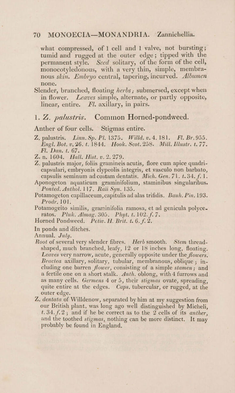 what compressed, of 1 cell and 1 valve, not bursting; tumid and rugged at the outer edge; tipped with the permanent style. Seed solitary, of the form of the cell, monocotyledonous, with a very thin, simple, membra- nous skin. Embryo central, tapering, incurved. Albumen none. Slender, branched, floating herbs ; submersed, except when in flower. Leaves simple, alternate, or partly opposite, linear, entire. /. axillary, in pairs. 1. Z. palustris. Common Horned-pondweed. Anther of four cells. Stigmas entire. Z, palustris. Linn. Sp. Pl. 1375. Willd. v.4.181. Fl. Br. 955. Engl, Bot. v.26. t. 1844. Hook. Scot. 258. Mill. Illustr. t. 77. Fl. Dan. t. 67. Z.n. 1604. Hall. Hist. v. 2.279. Z. palustris major, foliis gramineis acutis, flore cum apice quadri- capsulari, embryonis clypeolis integris, et vasculo non barbato, capsulis seminum ad costam dentatis. Mich. Gen. 71. t.34. f.1. Aponogeton aquaticum graminifolium, staminibus singularibus. Ponted. Anthol. 117. Rau Syn. 135. Potamogeton capillaceum, capitulis ad alas trifidis. Bawh, Pin. 193. Prodr. 101. Potamogeito similis, graminifolia ramosa, et ad genicula polyce. ratos. Pluk. Almag. 305. Phyt. t.102. f. 7. Horned Pondweed. Petiv. H. Brit. t. 6. f. 2. In ponds and ditches. Annual. July. Root of several very slender fibres. Herbsmooth. Stem thread- shaped, much branched, leafy, 12 or 18 inches long, floating. Leaves very narrow, acute, generally opposite under the flowers. Bractea axillary, solitary, tubular, membranous, oblique ; in- cluding one barren flower, consisting of a simple stamen; and a fertile one on a short stalk. Anth. oblong, with 4 furrows and as many cells. Germens 4 or 5, their stigmas ovate, spreading, quite entire at the edges. Caps. tubercular, or rugged, at the outer edge. Z. deniata of Willdenow, separated by him at my suggestion from our British plant, was long ago well distinguished by Micheli, t. 34. f.2; and if he be correct as to the 2 cells of its anther, and the toothed stigmas, nothing can be more distinct, It may probably be found in England,