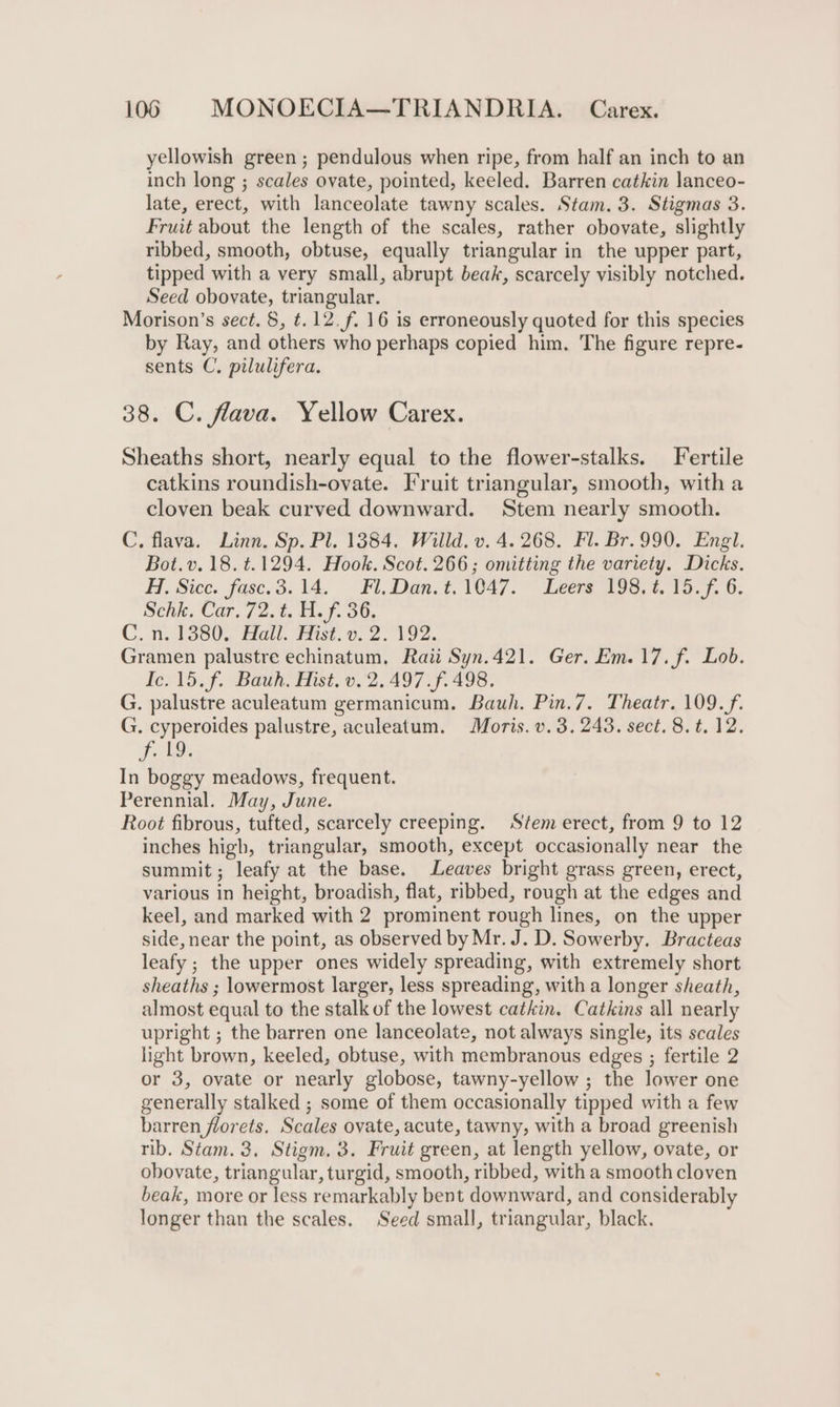 yellowish green ; pendulous when ripe, from half an inch to an inch long ; scales ovate, pointed, keeled. Barren catkin lanceo- late, erect, with lanceolate tawny scales. Stam. 3. Stigmas 3. Fruit about the length of the scales, rather obovate, slightly ribbed, smooth, obtuse, equally triangular in the upper part, tipped with a very small, abrupt beak, scarcely visibly notched. Seed obovate, triangular. Morison’s sect. 8, t. 12. f. 16 is erroneously quoted for this species by Ray, and others who perhaps copied him. The figure repre- sents C, pilulifera. 38. C. flava. Yellow Carex. Sheaths short, nearly equal to the flower-stalks. Fertile catkins roundish-ovate. Fruit triangular, smooth, with a cloven beak curved downward. Stem nearly smooth. C. flava. Linn. Sp. Pl. 1384. Willd. v. 4. 268. Fl. Br.990. Engl. Bot.v. 18. t.1294. Hook. Scot. 266; omitting the variety. Dicks. H, Sice. fase.3.14, Fl, Dan. t. 1047. TLeers 198.7. 15.7, 6. Schk, Car, 72. t. H. f. 36. C. n. 1380. Hall. Hist. v.2. 192. Gramen palustre echinatum, Raii Syn.421. Ger. Em. 17. f. Lob. Ic. 15. f. Bauh. Hist. v.2.497.f. 498. G. palustre aculeatum germanicum. Bauh. Pin.7. Theatr. 109.f. G. cyperoides palustre, aculeatum. Moris. v.3. 243. sect. 8. t. 12. Fela In boggy meadows, frequent. Perennial. May, June. Root fibrous, tufted, scarcely creeping. Stem erect, from 9 to 12 inches high, triangular, smooth, except occasionally near the summit; leafy at the base. Leaves bright grass green, erect, various in height, broadish, flat, ribbed, rough at the edges and keel, and marked with 2 prominent rough lines, on the upper side, near the point, as observed by Mr. J. D. Sowerby. Bracteas leafy ; the upper ones widely spreading, with extremely short sheaths ; lowermost larger, less spreading, with a longer sheath, almost equal to the stalk of the lowest catkin. Catkins all nearly upright ; the barren one lanceolate, not always single, its scales light brown, keeled, obtuse, with membranous edges ; fertile 2 or 3, ovate or nearly globose, tawny-yellow ; the lower one generally stalked ; some of them occasionally tipped with a few barren florets. Scales ovate, acute, tawny, with a broad greenish rib. Stam. 3, Stigm. 3. Fruit green, at length yellow, ovate, or obovate, triangular, turgid, smooth, ribbed, with a smooth cloven beak, more or less remarkably bent downward, and considerably longer than the scales. Seed small, triangular, black.