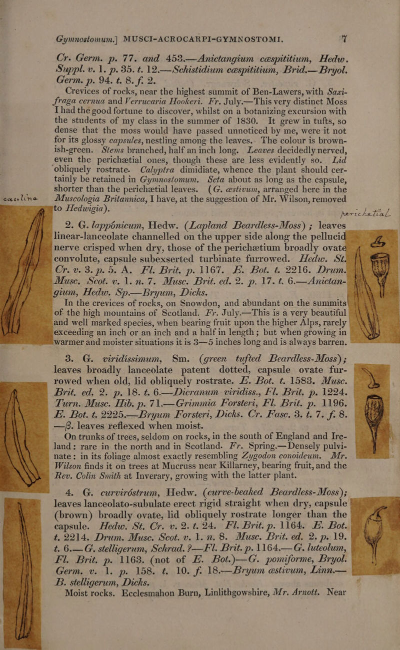 Cr. Germ. p. 77. and 453.—Anictangium cespititium, Hedw. Suppl. v. 1. p. 35. t. 12.— Schistidium cespititium, Brid.— Bryol. Germ. p. 94. t. 8. f. 2. Crevices of rocks, near the highest summit of Ben-Lawers, with Sazi- fraga cernua and Verrucaria Hookeri. Fr. July.—This very distinct Moss Thad the good fortune to discover, whilst on a botanizing excursion with the students of my class in the summer of 1830. It grew in tufts, so dense that the moss would have passed unnoticed by me, were it not for its glossy capsules, nestling among the leaves.. The colour is brown- ish-green. Stems branched, half an inch long. Leaves decidedly nerved, even the perichztial ones, though these are less evidently so. Lid obliquely rostrate. Calyptra dimidiate, whence the plant should cer- tainly be retained in Gymnostomum. Seta about as long as the capsule, shorter than the perichetial leaves. (G. estivum, arranged here in the eanline Muscologia Britannica, 1 have, at the suggestion of Mr. Wilson, removed to Hedwigia). 3 nerichetial / YLERRMALA 2. G. lapponicum, Hedw. (Lapland Beardless-Moss) ; leaves linear-lanceolate channelled on the upper side along the pelluci nerve crisped when dry, those of the perichetium broadly ovat convolute, capsule subexserted turbinate furrowed. Hedw. St. Cr. v. 3. p. 5. A. Fl. Brit. p. 1167. EF. Bot. t. 2216. Drum. Muse. Scot. v. 1.0.7. Musc. Brit. ed. 2. p. 17. t. 6.—Anictan- gum, Hedw. Sp—Bryum, Dicks. In the crevices of rocks, on Snowdon, and abundant on the summits of the high mountains of Scotland. Fr. July.—This is a very beautiful and well marked species, when bearing fruit upon the higher Alps, rarely exceeding an inch or an inch and a half in length; but when growing in warmer and moister situations it is 3—5 inches long and is always barren. 3. G. viridissimum, Sm. (green tufted Beardless-Moss) ; leaves broadly lanceolate patent dotted, capsule ovate fur- rowed when old, lid obliquely rostrate. H. Bot. t. 1583. Muse. Brit, ed. 2. p. 18. t. 6.—Dicranum viridiss., Fl. Brit, p. 1224. Turn. Muse. Hib. p. 71.—Grimmia Forsteri, Fl. Brit. p. 1196. Ei. Bot. t. 2225.—Bryum Forsteri, Dicks. Cr. Fase, 3. t. 7. f. 8. —(3. leaves reflexed when moist. On trunks of trees, seldom on rocks, in the south of England and Ire- land: rare in the north and in Scotland. Fr. Spring.— Densely pulvi- nate: in its foliage almost exactly resembling Zygodon conoideum. Mr. Wilson finds it on trees at Mucruss near Killarney, bearing fruit, and the Rev. Colin Smith at Inverary, growing with the latter plant. 4. G. curviréstrum, Hedw. (curve-beaked Beardless-Moss); leaves lanceolato-subulate erect rigid straight when dry, capsule (brown) broadly ovate, lid obliquely rostrate longer than the capsule. Hedw. St. Cr. v. 2. t. 24. Fl. Brit. p. 1164. FE. Bot. t. 2214. Drum. Muse. Scot. v. 1. n, 8. Muse. Brit. ed. 2. p. 19. t. 6.—G. stelligerum, Schrad. ?—F1. Brit. p. 1164.— G. luteolum, Fil. Brit. p. 1163. (not of E. Bot.)—G. pomiforme, Bryol. Germ, v. 1. p. 158. t. 10. f. 18.— Bryum estivum, Linn.— B. stelligerum, Dicks. . # Moist rocks. Ecclesmahon Burn, Linlithgowshire, Mr. Arnott. Near