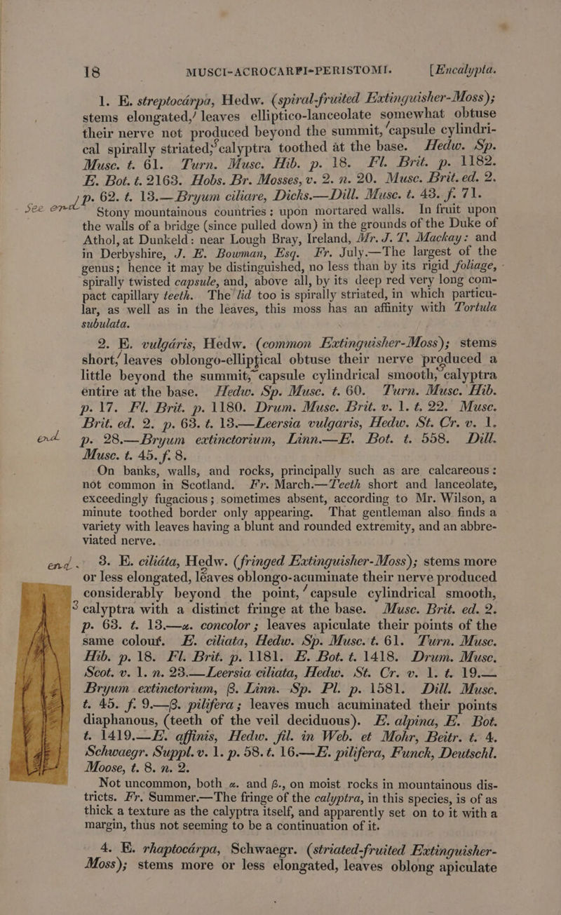 1. E. streptocdrpa, Hedw. (spiral-fruited Extinguisher-Moss); stems elongated,’ leaves elliptico-lanceolate somewhat obtuse their nerve not produced beyond the summit, ‘capsule cylindri- cal spirally striated;calyptra toothed at the base. Hedw. Sp. Muse. t. 61. Turn. Muse. Hib. p. 18. Fl. Brit. p. 1182. E. Bot. t. 2163. Hobs. Br. Mosses, v. 2. n. 20. Muse. Brit. ed. 2. p. 62. t. 13.—Bryum ciliare, Dicks.—Dill. Muse. t. 43. J 71. end. the walls of a bridge (since pulled down) in the grounds of the Duke of Athol, at Dunkeld: near Lough Bray, Ireland, Mr. J. T. Mackay: and in Derbyshire, J. E. Bowman, Esq. Fr. July —The largest of the genus; hence it may be distinguished, no less than by its rigid foliage, - spirally twisted capsule, and, above all, by its deep red very long com- pact capillary ¢eeth. The’ lid too is spirally striated, in which particu- lar, as well as in the leaves, this moss has an affinity with Tortula subulata. 2. E. vulgaris, Hedw. (common Extinguisher-Moss); stems short, leaves oblongo-elliptical obtuse their nerve produced a little beyond the summit, capsule cylindrical smooth, calyptra éntire at the base. Hedw. Sp. Muse. t. 60. Turn. Muse.’ Hib. p. 17. Fl. Brit. p. 1180. Drum. Muse. Brit. v. 1. t. 22. Muse. Brit. ed. 2. p. 63. t. 138.—Leersia vulgaris, Hedw. St. Cr. v. 1. p- 28.—Bryum extinctorium, Linn—E. Bot. t. 558. Dill. Muse. t. 45. f. 8. On banks, walls, and rocks, principally such as are calcareous: not common in Scotland. #7. March.—Teeth short and lanceolate, exceedingly fugacious; sometimes absent, according to Mr. Wilson, a minute toothed border only appearing. That gentleman also finds a variety with leaves having a blunt and rounded extremity, and an abbre- viated nerve. 3. EK. cilidta, Hedw. (fringed Eatinguisher- Moss); stems more or less elongated, leaves oblongo-acuminate their nerve produced considerably beyond the point, ‘ capsule cylindrical smooth, p- 63. t. 13.—z. concolor; leaves apiculate their points of the same colour. #. ciliata, Hedw. Sp. Muse. t. 61. Turn. Muse. £[hb. p. 18. Fl. Brit. p. 1181. #. Bot. t. 1418. Drum. Muse. Scot. v. 1. n. 23.—Leersia ciliata, Hedw. St. Cr. v. 1. t= 19.— Bryum extinctorium, 8. Linn. Sp. Pl. p. 1581. Dill. Muse. t. 45. f. 9.—8. pilifera; leaves much acuminated their points diaphanous, (teeth of the veil deciduous). Z. alpina, E. Bot. t. 1419.—F. affinis, Hedw. fil. in Web. et Mohr, Beitr. t. 4. Schwaegr. Suppl.v. 1. p. 58. t. 16.—E. pilifera, Funck, Deutschl. Moose, t. 8. n. 2. Not uncommon, both «. and £., on moist rocks in mountainous dis- tricts. Fr, Summer.—The fringe of the calyptra, in this species, is of as thick a texture as the calyptra itself, and apparently set on to it witha margin, thus not seeming to be a continuation of it. 4. E. rhaptocdrpa, Schwaegr. (striated-fruited Extinguisher- Moss); stems more or less elongated, leaves oblong apiculate