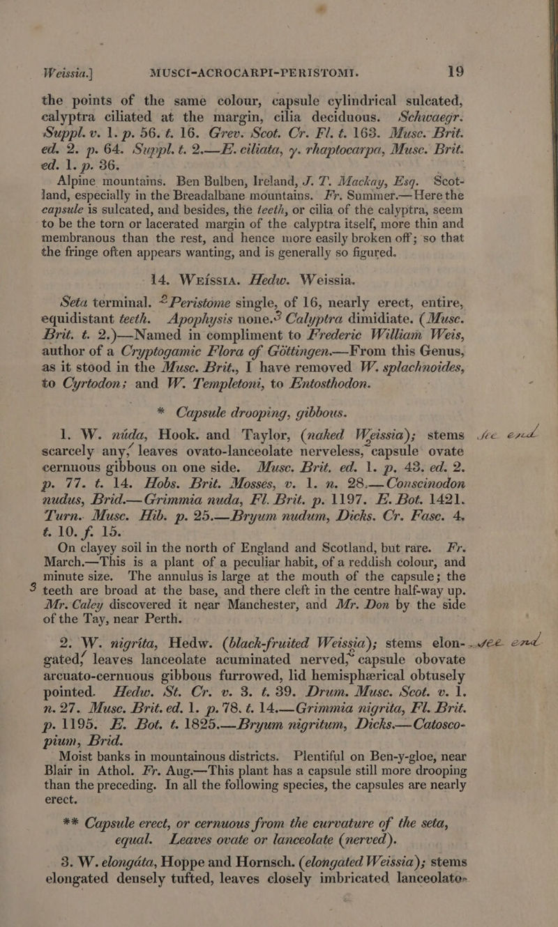 the points of the same colour, capsule cylindrical sulcated, calyptra ciliated at the margin, cilia deciduous. Schwaegr. Suppl. v. 1. p. 56. t. 16. Grev. Scot. Cr. Fl. t. 163. Muse. Brit. ed, 2. p. 64. Suppl. t. 2.—H. ciliata, y. rhaptocarpa, Muse. Brit. ed. 1. p. 36. ees Alpine mountains. Ben Bulben, Ireland, J. 7. Mackay, Esq. Scot- land, especially in the Breadalbane mountains. Ir. Summer.— Here the capsule is sulcated, and besides, the deeth, or cilia of the calyptra, seem to be the torn or lacerated margin of the calyptra itself, more thin and membranous than the rest, and hence more easily broken off; so that the fringe often appears wanting, and is generally so figured. 14. Wrissta. Hedw. Weissia. Seta terminal. © Peristome single, of 16, nearly erect, entire, equidistant teeth. Apophysis none.’ Calyptra dimidiate. (Muse. Brit. t. 2.\—Named in compliment to Frederic William Weis, author of a Cryptogamic Flora of Gottingen —From this Genus, as it stood in the Muse. Brit., I have removed. W. splachnoides, to Cyrtodon; and W. Templetoni, to Entosthodon. * Capsule drooping, gibbous. 1, W. nda, Hook. and Taylor, (naked Weissia) ; stems sc end. scarcely any, leaves ovato-lanceolate nerveless, capsule ovate cernuous gibbous on one side. Muse. Brit, ed. 1. p. 48. ed. 2. p. 77. t. 14. Hobs. Brit. Mosses, v. 1. n. 28.—Conscinodon nudus, Brid—Grimmia nuda, Fl. Brit. p. 1197. EH. Bot. 1421. Turn. Muse. Hib. p. 25.—Bryum nudum, Dicks. Cr. Fase. 4 10. f. 15. On clayey soil in the north of England and Scotland, but rare. Fr. March.—This is a plant of a peculiar habit, of a reddish colour, and minute size. The annulus is large at the mouth of the capsule; the teeth are broad at the base, and there cleft in the centre half-way up. Mr. Caley discovered it near Manchester, and Mr. Don by the side of the Tay, near Perth. 2. W. nigrita, Hedw. (black-fruited Weissia); stems elon-../e2 end gated; leaves lanceolate acuminated nerved;’ capsule obovate arcuato-cernuous gibbous furrowed, lid hemispherical obtusely pointed. Hedw. St. Cr. v. 3. t. 39. Drum. Muse. Scot. v. 1. n.27. Muse. Brit. ed. 1. p.'78.t. 14.—Grimmia nigrita, Fl. Brit. p. 1195. #. Bot. t. 1825.—Bryum nigritum, Dicks.— Catosco- pium, Brid. Moist banks in mountainous districts. Plentiful on Ben-y-gloe, near Blair in Athol. #r. Aug.—This plant has a capsule still more drooping than the preceding. In all the following species, the capsules are nearly erect. ** Capsule erect, or cernuous from the curvature of the seta, equal. Leaves ovate or lanceolate (nerved). 3. W. elongata, Hoppe and Hornsch. (elongated Weassia); stems elongated densely tufted, leaves closely imbricated lanceolate-