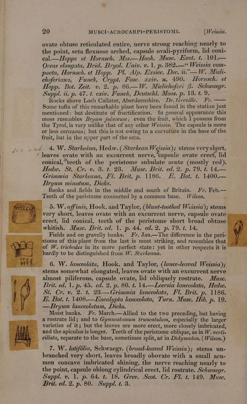 ovate obtuse reticulated entire, nerve strong reaching nearly to the point, seta flexuose arched, capsule ovali-pyriform, lid coni- cal Hoppe et Hornsch. Mss— Hook. Musc. Exot. t. 101.— Oreas elongata, Brid. Bryol. Univ. v. 1. p. 382.—“ Weissta com- | pacta, Hornsch. et Hopp. Pl. Alp. Exsice. Dec. ti.”—W. Mireli- choferiantz, Funck, Crypt. Fase. xaiv. n. 490. Hornsch. et | Hopp. Bot. Zeit. v. 2. p. 86—W. Mielichoferi 8. Schwaegr. Suppl. ii. p. 47. t. cviv. Funck, Deutschl. Moos. p. 13. t. 9. Rocks above Loch Callater, Aberdeenshire. Dr. Greville. Fr. Some tufts of this remarkable plant have been found in the station just . mentioned: but destitute of fructification. In general appearance this moss resembles Brywm judaceum; even the fruit, which I possess from the Tyrol, is very unlike that of any other Weissia. The capsule is more ~ or less cernuous; but this is not owing to a curvature in the base of the fruit, but in the upper part of the seta. | ond 4. W. Starkedna, Hedw. (Starkean Weissia); stems very short, il ‘ leaves ovate with an excurrent nerve, capsule ovate erect, lid | conical,“teeth of the peristome subulate acute (mostly red). Hedw. St. Cr. v. 3. t. 23. Muse. Brit. ed. 2. p. 79. t. 14.— Grimmia Starkeana, Fl. Brit. p. 1186. #. Bot. t. 1400.— Bryum minutum, Dicks. Banks and fields in the middle and south of Britain. Fr. Feb.— Teeth of the peristome connected by a common base. /Vilson. . 5. W. affinis, Hook. and Taylor, (blunt-toothed Weissia); stems very short, leaves ovate with an excurrent nerve, capsule ovate | erect, lid conical, teeth of the peristome short broad obtuse whitish. Muse. Brit. ed. 1. p. 44. ed. 2. p. 79. t. 14. Fields and on gravelly banks. Fr. Jan.—The difference in the peri- tome of this plant from the last is most striking, and resembles that of W. trichodes in its more perfect state: yet in other respects it is hardly to be distinguished from W. Starkeana. 6. W. lanceoldta, Hook. and Taylor, (lance-leaved Weissia); stems somewhat elongated, leaves ovate with an excurrent nerve almost piliferous, capsule ovate, lid obliquely rostrate. Muse. Brit. ed. |. p. 45. ed. 2. p. 80. t. 14.—Leersia lanceolata, Hedw. St. Cr. v. 2. t. 23.—Grimmia lanceolata, Fl. Brit. p. 1186. | Ei. Bot. t. 1408.—Encalypta lanceolata, Turn. Muse. Hib. p. 19. | | —Bryum lanceolatum, Dicks. Moist banks. #’r. March.—Allied to the two preceding, but having a rostrate lid; and to Gymnostomum truncatulum, especially the larger varieties of it; but the leaves are more erect, more closely imbricated, and the apiculus is longer. Teeth of the peristome oblique, as in W. verti- cillata, separate to the base, sometimes split, as in Didymodon. ( Wilson.) 7. W. latifolia, Schwaegr. (broad-leaved Weissia); stems un- branched very short, leaves broadly obovate with a small acu- men concave imbricated shining, the nerve reaching nearly to the point, capsule oblong cylindrical erect, lid rostrate. Schwaegr. Suppl. v. 1. p. 64. t. 18. Grev. Scot. Cr. Fl. t. 149. Muse. Brit. ed. 2. p. 80. Suppl. t. 3.