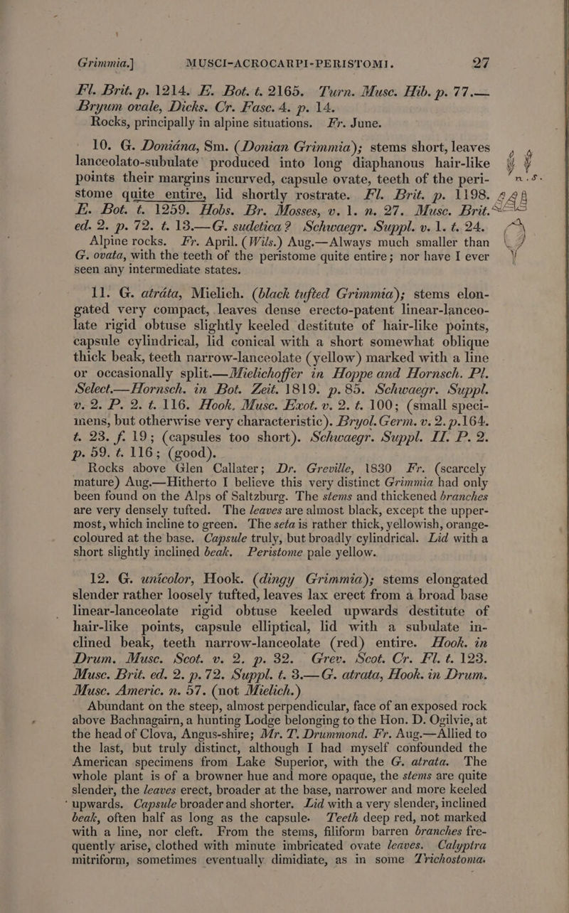' Grimmia.] MUSCI-ACROCARPI-PERISTOMI. 27 Fil. Brit. p. 1214. FE. Bot. t. 2165. Turn. Muse. Hib. p. 77.— Bryum ovale, Dicks. Cr. Fase. 4. p. 14. Rocks, principally in alpine situations. Fr. June. 10. G. Donidna, Sm. (Donian Grimmia); stems short, leaves F lanceolato-subulate | produced into long diaphanous hair-like (/ ¥ points their margins incurved, capsule ovate, teeth of the peri- “~:*- stome quite entire, lid shortly rostrate. Fl. Brit. p. 1198. 24) i. Bot. t. 1259. Hobs. Br. Mosses, v. 1. n. 27. Muse. Brit. ed. 2. p. 72. t. 138.—G. sudetica? Schwaegr. Suppl. v.1. t. 24. Alpine rocks. Fr. April. (Wils.) Aug.—Always much smaller than \_/ G. ovata, with the teeth of the peristome quite entire; nor have I ever y seen any intermediate states. ll. G. atrdta, Mielich. (black tufted Grimmia); stems elon- gated very compact, leaves dense erecto-patent linear-lanceo- late rigid obtuse slightly keeled destitute of hair-like points, capsule cylindrical, lid conical with a short somewhat oblique thick beak, teeth narrow-lanceolate (yellow) marked with a line or occasionally split—Mielichoffer in Hoppe and Hornsch. Pl. Select—Hornsch. in Bot. Zeit. 1819. p.85. Schwaegr. Suppl. v. 2. P. 2. t. 116. Hook. Muse. Exot. v. 2. t. 100; (small speci- inens, but otherwise very characteristic). Bryol.Germ. v. 2. p.164. t. 23. f. 19; (capsules too short). Schwaegr. Suppl. I. P. 2. p- 59. t. 116; (good). Rocks above Glen Callater; Dr. Greville, 1830 Fr. (scarcely mature) Aug.—Hitherto I believe this very distinct Grimmia had only been found on the Alps of Saltzburg. The stems and thickened branches are very densely tufted. The /eaves are almost black, except the upper- most, which incline to green. The seta is rather thick, yellowish, orange- coloured at the base. Capsule truly, but broadly cylindrical. Zid witha short slightly inclined beak. Peristome pale yellow. 12. G. unicolor, Hook. (dingy Grimmia); stems elongated slender rather loosely tufted, leaves lax erect from a broad base linear-lanceolate rigid obtuse keeled upwards destitute of hair-like points, capsule elliptical, lid with a subulate in- clined beak, teeth narrow-lanceolate (red) entire. Hook. in Drum. Muse. Scot. v. 2. p. 32. Grey. Scot. Cr. Fl. t. 123. Muse. Brit. ed. 2. p.72. Suppl. t. 3.—G. atrata, Hook. in Drum. Musc. Americ. n. 57. (not Mielich.) Abundant on the steep, almost perpendicular, face of an exposed rock above Bachnagairn, a hunting Lodge belonging to the Hon. D. Ogilvie, at the head of Clova, Angus-shire; Mr. T. Drummond. Fr. Aug.—Allied to the last, but truly distinct, although I had myself confounded the American specimens from Lake Superior, with the G. airata. The whole plant is of a browner hue and more opaque, the stems are quite slender, the leaves erect, broader at the base, narrower and more keeled ‘upwards. Capsule broader and shorter. Zid with a very slender, inclined beak, often half as long as the capsule. Teeth deep red, not marked with a line, nor cleft. From the stems, filiform barren branches fre- quently arise, clothed with minute imbricated ovate leaves. Calyptra mitriform, sometimes eventually dimidiate, as in some Z?ichostoma.