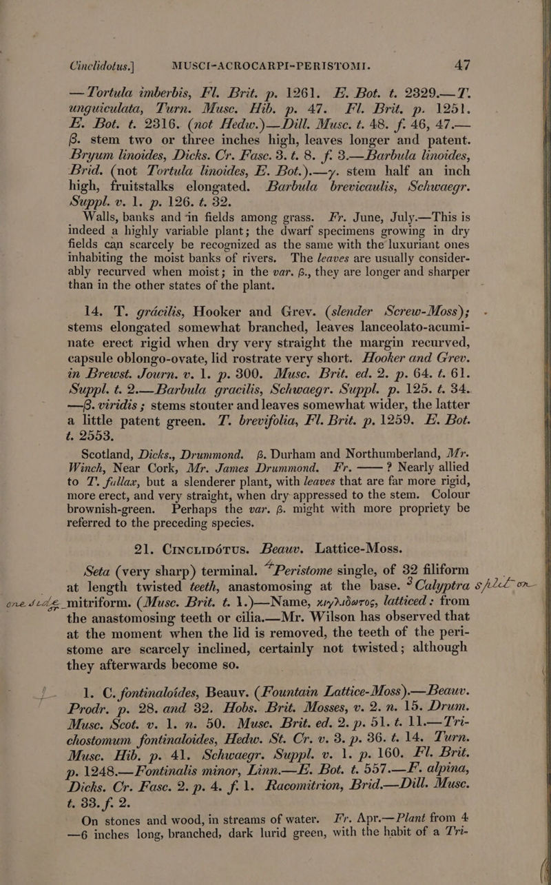 —Tortula imberbis, Fl. Brit. p. 1261. EH. Bot. t. 2329.—T. unguiculata, Turn. Muse. Hib. p. 47. Fl. Brit. p. 1251. fi. Bot. t. 2316. (not Hedw.)—Dill. Muse. t. 48. f. 46, 47.— f. stem two or three inches high, leaves longer and patent. Bryum linoides, Dicks. Cr. Fase. 3. t. 8. f. 3—Barbula linoides, Brid. (not Tortula linoides, E'. Bot.).—y. stem half an inch high, fruitstalks elongated. Barbula brevicaulis, Schwaegr. Suppl. v. 1. p. 126. t. 32. _ Walls, banks and ‘in fields among grass. Fr. June, July.—This is indeed a highly variable plant; the dwarf specimens growing in dry fields can scarcely be recognized as the same with the luxuriant ones inhabiting the moist banks of rivers. The Jeaves are usually consider- ably recurved when moist; in the var. £., they are longer and sharper than in the other states of the plant. 14. T. gracilis, Hooker and Grev. (slender Screw-Moss); stems elongated somewhat branched, leaves lanceolato-acumi- nate erect rigid when dry very straight the margin recurved, capsule oblongo-ovate, lid rostrate very short. Hooker and Grrev. in Brewst. Journ. v. 1. p. 300. Muse. Brit. ed. 2. p. 64. t. 61. Suppl. t. 2.—Barbula gracilis, Schwaegr. Suppl. p. 125. t. 34. —. viridis ; stems stouter and leaves somewhat wider, the latter a little patent green. J. brevifolia, Fl. Brit. p. 1259. &amp;. Bot. t. 2553. Scotland, Dicks., Drummond. %. Durham and Northumberland, Mr. Winch, Near Cork, Mr. James Drummond. Fr. ? Nearly allied to 7. fullax, but a slenderer plant, with /eaves that are far more rigid, more erect, and very straight, when dry appressed to the stem. Colour brownish-green. Perhaps the var. 6. might with more propriety be referred to the preceding species. 91. Crnciipétus. Beauv. Lattice-Moss. Seta (very sharp) terminal. *Peristome single, of 32 filiform | | } at length twisted teeth, anastomosing at the base. 3 Calyptra s/p2Ll- on one Scale _mitriform. (Muse. Brit. t. 1.)—Name, xnydsdwros, latticed: from i the anastomosing teeth or cilia —Mr. Wilson has observed that at the moment when the lid is removed, the teeth of the peri- stome are scarcely inclined, certainly not twisted; although they afterwards become so. 1. C. fontinaloides, Beauv. (Fountain Lattice-Moss).— Beauv. Prodr. p. 28. and 32. Hobs. Brit. Mosses, v. 2.n. 15. Drum. Muse. Scot. v. 1. n. 50. Muse. Brit. ed. 2. p. 51. t. 11.—Tri- chostomum. fontinaloides, Hedw. St. Cr. v. 3. p. 36. t. 14. Turn. Muse. Hib. p. 41. Schwaegr. Suppl. v. 1. p. 160. £1. Brit. p- 1248.—Fontinalis minor, Linn.—H. Bot. t. 597 .—F. alpina, Dicks. Cr. Fasc. 2. p. 4. f.1. Racomitrion, Brid—Dill. Muse. t. 33. f. 2. On stones and wood, in streams of water. J’r. Apr.— Plant from 4 —6 inches long, branched, dark lurid green, with the habit of a T'ri-