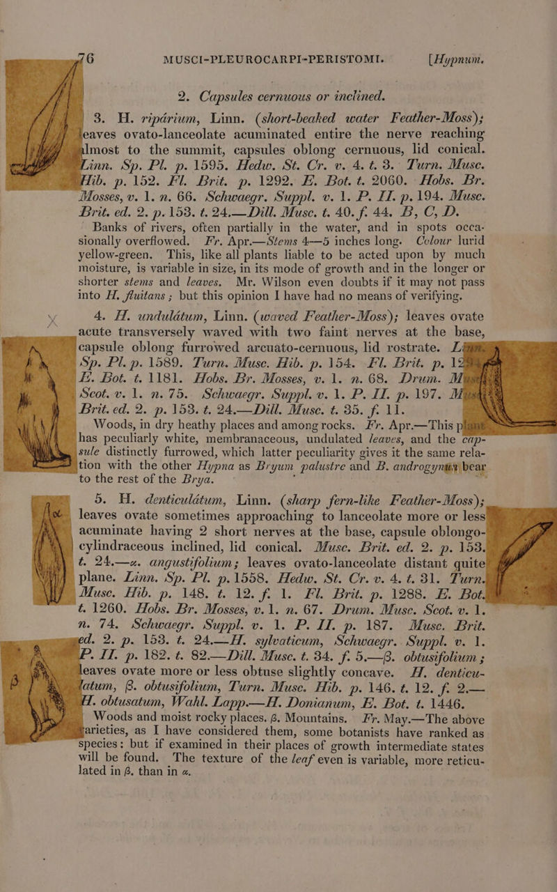 2. Capsules cernuous or inclined. 3. H. ripérium, Linn. (short-beaked water Feather-Moss); eaves ovato-lanceolate acuminated entire the nerve reaching Imost to the summit, capsules oblong cernuous, lid conical. Linn. Sp. Pl. p. 1595. Hedw. St. Cr. v. 4. t. 3.° Turn. Muse. ib. p. 152. Fl. Brit. p. 1292, H. Bot. t. 2060. Hobs. Br. Mosses, v. 1. n. 66. Schwaegr. Suppl. v. 1. P. EL. p. 194. Muse. Brit. ed. 2. p. 153. t. 24.— Dill. Muse. t. 40. fi 44. B, C, D. - Banks of rivers, often partially in the water, and in spots occa- sionally overflowed. Fr. Apr.—Stems 4—5 inches long. Cclour lurid yellow-green. This, like all plants liable to be acted upon by much moisture, is variable in size, in its mode of growth and in the longer or shorter stems and leaves. Mr. Wilson even doubts if it may not pass into H, fluitans ; but this opinion I have had no means of verifying. 4. H. unduladtum, Linn. (waved Feather-Moss); leaves ovate acute transversely waved with two faint nerves at the base, capsule oblong furrowed arcuato-cernuous, lid rostrate. Z Sp. Pl. p. 1589. Turn. Muse. Hib. p. 154. Fl. Brit. p. 1 ii. Bot. t. 1181. Hobs. Br. Mosses, v. 1. n. 68. Drum. Scot. v. 1. n. 75. Schwaegr. Suppl. v. 1. P. ID, p. 197. oh Brit. ed. 2. p. 153. t. 24.—Dill. Muse. t. 35. f. 11. Woods, in dry heathy places and among rocks. Fr. Apr.—This has peculiarly white, membranaceous, undulated /eaves, and the cap- sule distinctly furrowed, which latter peculiarity gives it the same rela- tion with the other Hypna as Bryum palustre and B. androgyntin bear. to the rest of the Brya. : ) 5 de 5. HH. denticulétum, Linn. (sharp fern-like Feather-Moss); _ leaves ovate sometimes approaching to lanceolate more or less acuminate having 2 short nerves at the base, capsule oblongo- | cylindraceous inclined, lid conical. Muse. Brit. ed. 2. p. 153. t. 24.—zx. angustifolium; leaves ovato-lanceolate distant quite plane. Linn. Sp. Pl. p.1558. Hedw. St. Cr. v. 4. t. 31. Turn Muse. Hib. p. 148. t 12. f. 1. Fl. Brit. p. 1288. E. Bot. t. 1260. Hobs. Br. Mosses, v.1. n. 67. Drum. Muse. Scot. v. 1. n. 74. Schwaegr. Suppl. v. 1. P. ID. p. 187. Muse. Brit. d. 2. p. 153. t. 24H. sylvaticum, Schwaegr.. Suppl. v. 1. ~ LL. p. 182. t. 82.— Dill. Muse. t. 34. f. 5.—. obtusifolium ; eaves ovate more or less obtuse slightly concave. A. denticu- atum, 8. obtusifolium, Turn. Muse. Hib. p. 146. t. 12. fi 2— . obtusatum, Wahl. Lapp.—H. Donianum, E. Bot. t. 1446. - Woods and moist rocky places. 6. Mountains. Fr. May.—The above arieties, as I have considered them, some botanists have ranked as species: but if examined in their places of growth intermediate states will be found. The texture of the deaf even is variable, more reticu- Jated in @. than in «.