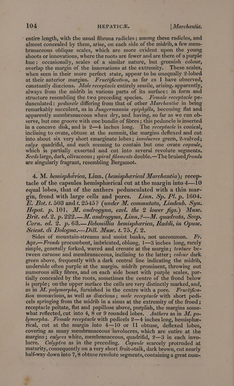 - entire length, with the usual fibrous radicles ; among these radicles, and almost concealed by them, arise, on each side of the midrib, a few mem- branaceous oblique scales, which are more evident upon the young shoots or innovations, where the roots are fewer and are there of a purple hue: occasionally, scales of a similar nature, but greenish colour, overlap the margin of the innovations at the extremity. These scales, when seen in their more perfect state, appear to be unequally 2-lobed at their anterior margins. J ructification, as far es 1 have observed, constantly dicecious. Male receptacle entirely sessile, arising, apparently, always from the midrib in various parts of its surface: in form and structure resembling the two preceding species. Female receptacle pe- dunculated: peduncle diftering from that of other Marchanlie in being remarkably succulent, as in Jungermannia epiphylla, becoming flat and apparently membranaceous when dry, and having, so far as we can ob- serve, but one groove with one bundle of fibres ; this peduncle is inserted in a concave disk, and is 2—4 inches long. The receptacle is conieal, inclining to ovate, obtuse at the summit, the margins deflexed and cut into about six very short emarginate lobes; involucres green, 2-valved; calyx quadrifid, and each seeming to contain but one ovate capsule, which is partially exserted and cut into several revolute segments. Seeds large, dark, olivaceous ; spiral filaments double.—The bruised fronds are singularly fragrant, resembling Bergamot. 4. M. hemispherica, Linn. (hemispherical Marchantia); recep- tacle of the capsules hemispherical cut at the margin into 4—10 equal lobes, that of the anthers pedunculated with a thin mar- gin, frond with large cells and pores. Linn. Sp. Pl. p. 1604. E. Bot. t. 503 and ¢. 2545? (under M. commutata, Lindenb. Synz Hepat. p.101. M. androgyna, excl. the 2 lower figs.) Muse. Brit. ed. 2. p.222.—M. androgyna, Linn.?—M. quadrata, Scop. Carn. ed. 2. p.63.—Rebouillia hemispherica, Raddi, in Opuse. Scient. di Bologna.—Dill. Muse. t.'75. f. 2. Sides of mountain-streams and moist banks, not uncommon. Fr. Apr.— Fronds procumbent, imbricated, oblong, 1—3 inches long, rarely simple, generally forked, waved and crenate at the margin; texture be- tween carnose and membranaceous, inclining to the latter; colour dark — green above, frequently with a dark central line indicating the midrib, underside often purple at the margin, midrib prominent, throwing out numerous silky fibres, and on each side beset with purple scales, par- tially concealed by the roots, sometimes the centre of the frond below is purple; onthe upper surface the cells are very distinctly marked, and, as in M. polymorpha, furnished in the centre with a pore. Fructifica- tion moneecious, as well as dicecious; male receptacle with short pedi- cels springing from the midrib in a sinus at the extremity of the frond ; receptacle peltate, flat and papillose above, purplish, the margins some- what reflected, cut into 4, 8 or 9 rounded lobes. Anthers as in M. po- lymorpha. Female receptacle with pedicels 2—4 inches long, hemisphz- rical, cut at the margin into 4—10 or 11 obtuse, deflexed lobes, covering as many membranaceous involucres, which are entire at the margins ; calyces white, membranaceous, quadrifid, 2—3 in each invo- lucre. Calyptra as in the preceding. Capsule scarcely protruded at maturity, consequently on a very short fruit-stalk, dark brown, cut nearly half-way down into 7, 8 obtuse revolute segments, containing a great num-