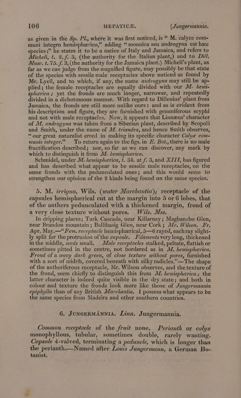 as given in the Sp. Pl., where it was first noticed, is “ M. calyce com- muni integro hemisphzrico,” adding “ monoica seu androgyna est hee species ;” he states it to be a native of Italy and Jamaica, and refers to Micheli, t. 2.f. 3, (the authority for the Italian plant,) and to Dill. Musc. t.'75. f. 3, (the authority for the Jamaica plant.) Micheli’s plant, as far as we can judge from the magnified figure, may possibly be that state of the species with sessile male receptacles above noticed as found by Mr. Lyell, and to which, if any, the name androgyna may still be ap- plied; the female receptacles are equally divided with our M. hemi- spherica ; yet the fronds are much longer, narrower, and repeatedly divided in a dichotomous manner. With regard to Dillenius’ plant from Jamaica, the fronds are still more unlike ours; and as is evident from his description and figure, they are furnished with gemmiferous scyphi and not with male receptacles. Now, it appears that Linnzeus’ character of MM. androgyna was taken from a Siberian plant, described by Scopoli and Smith, under the name of M. triandra, and hence Smith observes, “our great naturalist erred in making its specific character Calyx com- munis integer.’ To return again to the figs. in H. Bot., there is no male fructification described; nor, so far as we can discover, any mark by which to distinguish it from J. hemispherica. Schmidel, under M. hemispherica, t. 34. at f. 3, and XJIT, has figured and has described what appear to be sessile male receptacles, on the same fronds with the pedunculated ones; and this would seem to strengthen our opinion of the 2 kinds being found on the same species. 5. M. irrigua, Wils. (water Marchantia); receptacle of the capsules hemispherical cut at the margin into 5 or 6 lobes, that of the anthers pedunculated with a thickened margin, frond of a very close texture without pores. Wals. Mss. In dripping places; Turk Cascade, near Killarney ; Maghanabo Glen, near Brandon mountain ; Ballihasig Glen, near Cork; M7. Wilson. Fr. Apr. May.—“ Fem. receptacle hemispherical, 5—6 rayed, each ray slight- ly split for the protrusion of the capsule. Filaments very long, thickened in the middle, seeds small. Male receptacles stalked, peltate, flattish or sometimes pitted in the centre, not bordered as in MM. hemispherica. Frond of a wavy dark green, of close texture without pores, furnished with a sort of midrib, covered beneath with silky radicles.”-—The shape of the antheriferous receptacle, Mr. Wilson observes, and the texture of the frond, seem chiefly to distinguish this from JM. hemispherica; the latter character is indeed quite visible in the dry state; and both in colour and texture the fronds look more like those of Jungermannia epiphylla than of any British Marchantia. 1 possess what appears to be the same species from Madeira and other southern countries. 6. JUNGERMANNIA. Linn. Jungermannia. Common receptacle of the fruit none. Perianth or calyx monophyllous, tubular, sometimes double, rarely wanting. Capsule 4-valved, terminating a peduncle, which is longer than the perianth_ Named after Louis Jungermann, a German Bo- tanist.