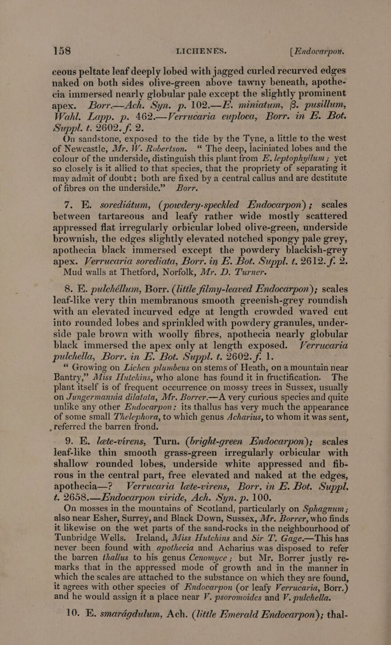 ceous peltate leaf deeply lobed with jagged curled recurved edges naked on both sides olive-green above tawny beneath, apothe- cia immersed nearly globular pale except the slightly prominent apex. Borr—Ach. Syn. p. 102.—E. miniatum, B. pusillum, Wahl. Lapp. p. 462.—Verrucaria euploea, Borr. in EH. Bot. Suppl. t. 2602. fi 2. On sandstone, exposed to the tide by the Tyne, a little to the west of Newcastle, Mr. W. Robertson. “ The deep, laciniated lobes and the colour of the underside, distinguish this plant from EF. leptophyllum ; yet so closely is it allied to that species, that the propriety of separating it may admit of doubt; both are fixed by a central callus and are destitute of fibres on the underside.” Borr. 7. KE. soredidtum, (powdery-speckled Endocarpon); scales between tartareous and leafy rather wide mostly scattered appressed flat irregularly orbicular lobed olive-green, underside brownish, the edges slightly elevated notched spongy pale grey, apothecia black immersed except the powdery blackish-grey apex. Verrucaria sorediata, Borr.in E. Bot. Suppl. t. 2612. f. 2. Mud walls at Thetford, Norfolk, Mr. D. Turner. 8. E. pulchéllum, Borr. (little filmy-leaved Endocarpon); scales leaf-like very thin membranous smooth greenish-grey roundish with an elevated incurved edge at length crowded waved cut into rounded lobes and sprinkled with powdery granules, under- side pale brown with woolly fibres, apothecia nearly globular black immersed the apex only at length exposed. Verrucaria pulchella, Borr.in E. Bot. Suppl. t. 2602. f. 1. “ Growing on Lichen plumbeus on stems of Heath, on a mountain near Bantry,” Miss Hutchins, who alone has found it in fructification. The plant itself is of frequent occurrence on mossy trees in Sussex, usually on Jungermannia dilatata, Mr. Borrer.—A very curious species and quite unlike any other Endocarpon: its thallus has very much the appearance of some small Thelephora, to which genus Acharius, to whom it was sent, .teferred the barren frond. 9. KE. lete-virens, Turn. (bright-green Endocarpon); scales leaf-like thin smooth grass-green irregularly orbicular with shallow rounded lobes, underside white appressed and _ fib- rous in the central part, free elevated and naked at the edges, apothecia—? Verrucaria lete-virens, Borr. in E. Bot. Suppl. t. 2658.—Endocarpon viride, Ach. Syn. p. 100. On mosses in the mountains of Scotland, particularly on Sphagnum ; also near Esher, Surrey, and Black Down, Sussex, Mr. Borrer, who finds it likewise on the wet parts of the sand-rocks in the neighbourhood of Tunbridge Wells. Ireland, Miss Hutchins and Sir T. Gage.—This has never been found with apothecia and Acharius was disposed to refer the barren thallus to his genus Cenomyce ; but Mr. Borrer justly re- marks that in the appressed mode of growth and in the manner in which the scales are attached to the substance on which they are found, it agrees with other species of Endocarpon (or leafy Verrucaria, Borr.) and he would assign it a place near V. psoromoides and V. pulchella. 10. KE. smardgdulum, Ach. (little Emerald Endocarpon); thal-
