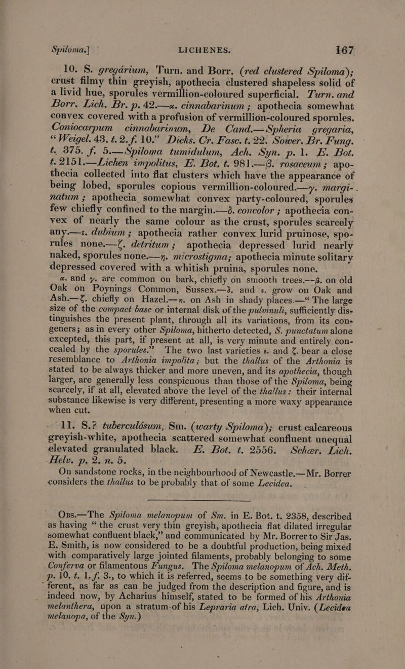 10. S. gregarium, Turn. and Borr. (red clustered Spiloma); crust filmy thin greyish, apothecia clustered shapeless solid of a livid hue, sporules vermillion-coloured superficial. Turn. and Borr. Lich, Br. p.42.—x. cinnabarinum ; apothecia somewhat convex covered with a profusion of vermillion-coloured sporules. Coniocarpum cinnabarinum, De Cand.—Spheria gregaria, “Weigel. 43. t.2. f. 10.” Dicks. Cr. Fase. t.22. Sower. Br. Fung. t. 375. f. 5.—Spiloma tumidulum, Ach. Syn. p.\. E. Bot. t.2151.—Lichen impolitus, E. Bot. t.981.-—8. rosaceum ; apo- thecia collected into flat clusters which have the appearance of being lobed, sporules copious vermillion-coloured.—y. margi- - natum ; apothecia somewhat convex party-coloured, sporules few chiefly confined to the margin.—®. concolor ; apothecia con- vex of nearly the same colour as the crust, sporules scarcely any.—s. dubium ; apothecia rather convex lurid pruinose, spo- rules none.—Z. detritum ; apothecia depressed lurid nearly naked, sporules none.—y. microstigma; apothecia minute solitary depressed covered with a whitish pruina, sporules none. a. and y. are common on bark, chiefly on smooth trees—-6. on old Oak on Poynings Common, Sussex.—&gt;. and «. grow on Oak and Ash.—2. chiefly on Hazel—n. on Ash in shady places — The large size of the compact base or internal disk of the pulvinuli, sufficiently dis- tinguishes the present plant, through all its variations, from its con- geners; as in every other Spiloma, hitherto detected, S. punctatum alone excepted, this part, if present at all, is very minute and entirely con- cealed by the sporules.” The two last varieties ¢. and %. bear a close resemblance to Arthonia impolita; but the thallus of the Arthonia is stated to be always thicker and more uneven, and its apothecia, though larger, are generally less conspicuous than those of the Spiloma, being scarcely, if at all, elevated above the level of the ¢ha/lus: their internal substance likewise is very different, presenting a more waxy appearance when cut. - IT. S.? tuberculésum, Sm. (warty Spiloma); crust calcareous greyish-white, apothecia scattered somewhat confluent unequal elevated granulated black. H. Bot. t. 2556. Scher. Lich. -Helv. p, 2. n. 5. On sandstone rocks, in the neighbourhood of Newcastle.—Mr. Borrer considers the thaélus to be probably that of some Lecidea. Ozs.—The Spiloma melanopum of Sm. in E. Bot. t. 2358, described as having “the crust very thin greyish, apothecia flat dilated irregular somewhat confluent black,” and communicated by Mr. Borrer to Sir Jas. E. Smith, is now considered to be a doubtful production, being mixed with comparatively large jointed filaments, probably belonging to some Conferva or filamentous Fungus. The Spiloma melanopum of Ach. Meth. p- 10. t. 1. f, 3., to which it is referred, seems to be something very dif- ferent, as far as can be judged from the description and figure, and is indeed now, by Acharius himself, stated to be formed of his Arthonia melanthera, upon a stratum-of his Lepraria atra, Lich. Univ. (Lecidea melanopa, of the Syn.)