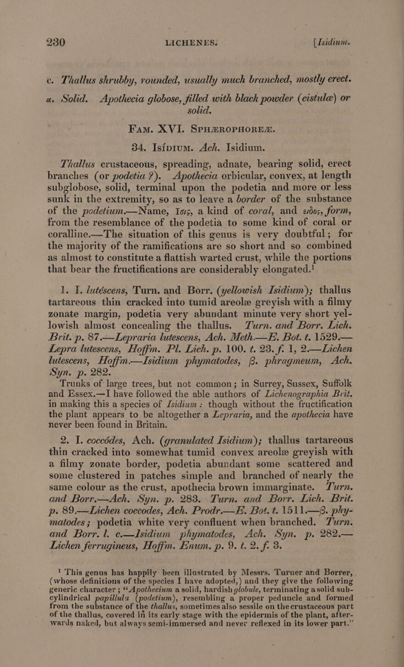 c. Thallus shrubby, rounded, usually much branched, mostly erect. a. Solid. Apothecia globose, filled with black powder (cistule) or solid. Fam. XVI. SPHZROPHORES. 34. Istptum. Ach. Isidium. Thallus crustaceous, spreading, adnate, bearing solid, erect branches (or podetia ?). Apothecia orbicular, convex, at length subglobose, solid, terminal upon the podetia and more or less sunk in the extremity, so as to leave a border of the substance of the podetium—Name, Iois, a kind of coral, and «do;, form, from the resemblance of the podetia to some kind of coral or coralline.—The situation of this genus is very doubtful; for the majority of the ramifications are so short and so combined as almost to constitute a flattish warted crust, while the portions that bear the fructifications are considerably elongated.! 1. FE. lutéscens, Turn. and Borr. (yellowish Isidium); thallus tartareous thin cracked into tumid areole greyish with a filmy zonate margin, podetia very abundant minute very short yel- lowish almost concealing the thallus. Zurn. and Borr. Lich. Brit. p. 87.—Lepraria lutescens, Ach. Meth—FE. Bot. t. 1529.— Lepra lutescens, Hoffm. Pl. Lich. p. 100. t. 23. f. 1, 2—Lichen lutescens, Hoffm.—LIsidium phymatodes, 8. phragmeum, Ach. Syn. p. 282. Trunks of large trees, but not common; in Surrey, Sussex, Suffolk and Essex.—I have followed the able authors of Lichenographia Brit. in making this a species of Jsidium: though without the fructification the plant appears to be altogether a Lepraria, and the apothecia have never been found in Britain. 2. I. eoceddes, Ach. (granulated Isidium); thallus tartareous thin cracked into somewhat tumid convex areole greyish with a filmy zonate border, podetia abundant some scattered and some clustered in patches simple and branched of nearly the same colour as the crust, apothecia brown immarginate. Turn. and Borr.—Ach. Syn. p. 283. Turn. and Borr. Lich. Brit. p. 89.—Lichen coccodes, Ach. Prodr.—F. Bot. t. 1511.—8. phy- matodes ; podetia white very confluent when branched. Turn. and Borr. l. c.—Jdsidium phymatodes, Ach. Syn. p. 282.— Lichen ferrugineus, Hoffm. Enum. p. 9. t. 2. f. 3. 1 This genus has happily been illustrated by Messrs. Turner and Borrer, (whose definitions of the species I have adopted, ) and they give the following generic character ; ‘“Apothecium a solid, hardish globule, terminating asolid sub- cylindrical papillula (podetium), resembling a proper peduncle and formed from the substance of the thallus, sometimes also sessile on the crustaceous part of the thallus, covered in its early stage with the epidermis of the plant, after- wards naked, but always semi-immersed and never reflexed in its lower part.”