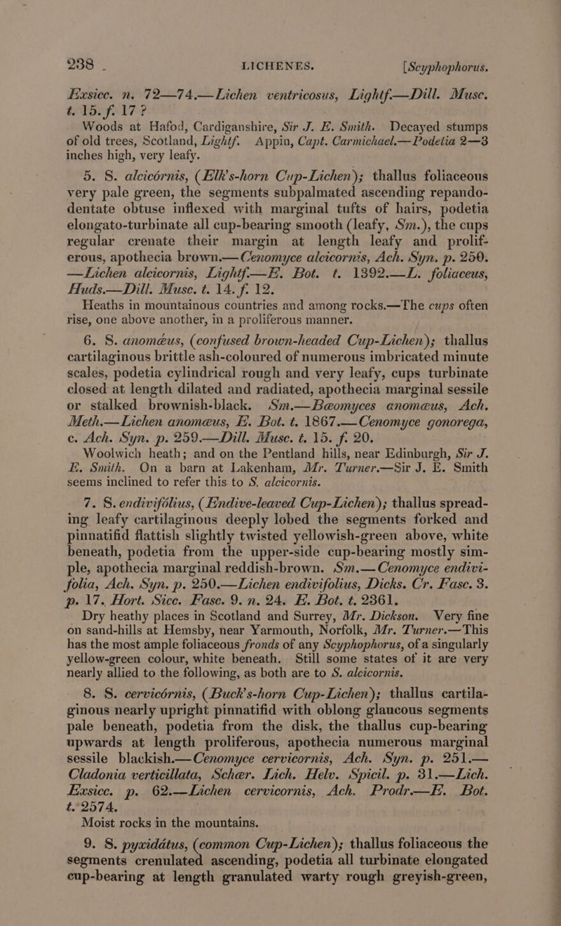 Eaxsice. n. 72—74,.—Lichen ventricosus, Lightf—Dill. Muse. t15.f.17? Woods at Hafod, Cardiganshire, Sir J. H. Smith. Decayed stumps of old trees, Scotland, Lightf. Appin, Capt. Carmichael.—Podetia 2—3 inches high, very leafy. 5. §. alcicérnis, (Elk’s-horn Cup-Lichen); thallus foliaceous very pale green, the segments subpalmated ascending repando- dentate obtuse inflexed with marginal tufts of hairs, podetia elongato-turbinate all cup-bearing smooth (leafy, Sm.), the cups regular crenate their margin at length leafy and_prolif- erous, apothecia brown.— Cenomyce alcicornis, Ach. Syn. p. 250. —Lichen aleicornis, Lightf—H. Bot. t. 1392.—L. foliaceus, Huds.—Dill. Muse. t. 14. f. 12. Heaths in mountainous countries and among rocks.—The cups often rise, one above another, m a proliferous manner. 6. S. anomeéus, (confused brown-headed Cup-Lichen); thallus cartilaginous brittle ash-coloured of numerous imbricated minute scales, podetia cylindrical rough and very leafy, cups turbinate closed at length dilated and radiated, apothecia marginal sessile or stalked brownish-black. Sm.—Baomyces anomeus, Ach. Meth.—Lichen anomeus, E. Bot. t. 1867.—Cenomyce gonorega, c. Ach. Syn. p. 259.—Dill. Muse. t. 15. f. 20. Woolwich heath; and on the Pentland hills, near Edinburgh, Sir J. E, Smith. On a barn at Lakenham, Jr. Turner.—Sir J. E. Smith seems inclined to refer this to S. alcicornis. 7. 8. endivifolius, (Endive-leaved Cup-Lichen); thallus spread- ing leafy cartilaginous deeply lobed the segments forked and pinnatifid flattish slightly twisted yellowish-green above, white beneath, podetia from the upper-side cup-bearing mostly sim- ple, apothecia marginal reddish-brown. Sm.—-Cenomyce endivi- folia, Ach. Syn. p. 250.—Lichen endivifolius, Dicks. Cr. Fase. 3. p. 17. Hort. Sice. Fase. 9.n. 24. H. Bot. t. 2361. Dry heathy places in Scotland and Surrey, Mr. Dickson. Very fine on sand-hills at Hemsby, near Yarmouth, Norfolk, Mr. Turner.—This has the most ample foliaceous fronds of any Scyphophorus, of a singularly yellow-green colour, white beneath. Still some states of it are very nearly allied to the following, as both are to S. alcicornis. 8. S. cervicérnis, (Buck’s-horn Cup-Lichen); thallus cartila- ginous nearly upright pinnatifid with oblong glaucous segments pale beneath, podetia from the disk, the thallus cup-bearing upwards at length proliferous, apothecia numerous marginal sessile blackish.—Cenomyce cervicornis, Ach. Syn. p. 251.— Cladonia verticillata, Scher. Lich. Helv. Spicil. p. 31.—Lich. Exsice. p. 62.—Lichen cervicornis, Ach. Prodr—E. Bot. t.°2574. . Moist rocks in the mountains. 9. S. pyxiddtus, (common Cup-Lichen); thallus foliaceous the segments crenulated ascending, podetia all turbinate elongated cup-bearing at length granulated warty rough greyish-green, =e 5