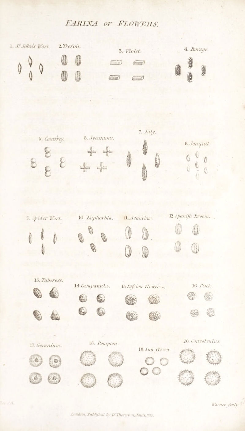 ELEMENTS OF i BOTANY. PART II. TERMS OF THE SCIENCE. 0 BY R. J. THORNTON, M. D. MEMBER OF THE UNIVERSITY OF CAMBRIDGE, AND OF TI1E ROYAL LONDON COLLEGE OF PHYSICIANS, &C. &C. &C. VOL. II. London: Printed for the Author by J. WIIITING, Finsbury Place. 1812.