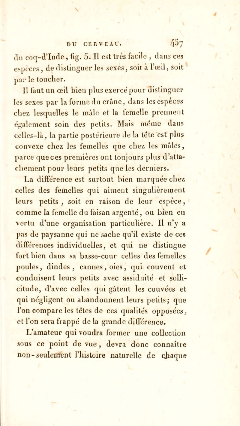 ila coq-d’Indc, fig. 5. Il est très facile , dans ces espèces, de distinguer les sexes, soit à l’œil, soit par le toucher. 11 faut un œil bien plus exercé pour distinguer les sexes par la forme du crâne, dans les espèces chez lesquelles le mâle et la lemelle prennent également soin des petits. Mais même dans celles-là, la partie postérieure de la tête est plus convexe chez les femelles que chez les mâles, parce que ces premières ont toujours plus d’atta- chement pour leurs petits que les derniers. La différence est surtout bien marquée chez celles des femelles qui aiment singulièrement leurs petits , soit en raison de leur espèce, comme la femelle du faisan argenté, ou bien en vertu d’une organisation particulière. Il n’y a pas de paysanne qui ne sache qu’il existe de ces différences individuelles, et qui 11e distingue fort bien dans sa basse-cour celles des femelles poules, dindes, cannes, oies, qui couvent et conduisent leurs petits avec assiduité et solli- citude, d’avec celles qui gâtent les couvées et qui négligent ou abandonnent leurs petits; que l’on compare les têtes de ces qualités opposées, et l’on sera frappé de la grande différence. L’amateur qui voudra former une collection sous ce point de vue, devra donc connaître non-seulement l’histoire naturelle de chaque